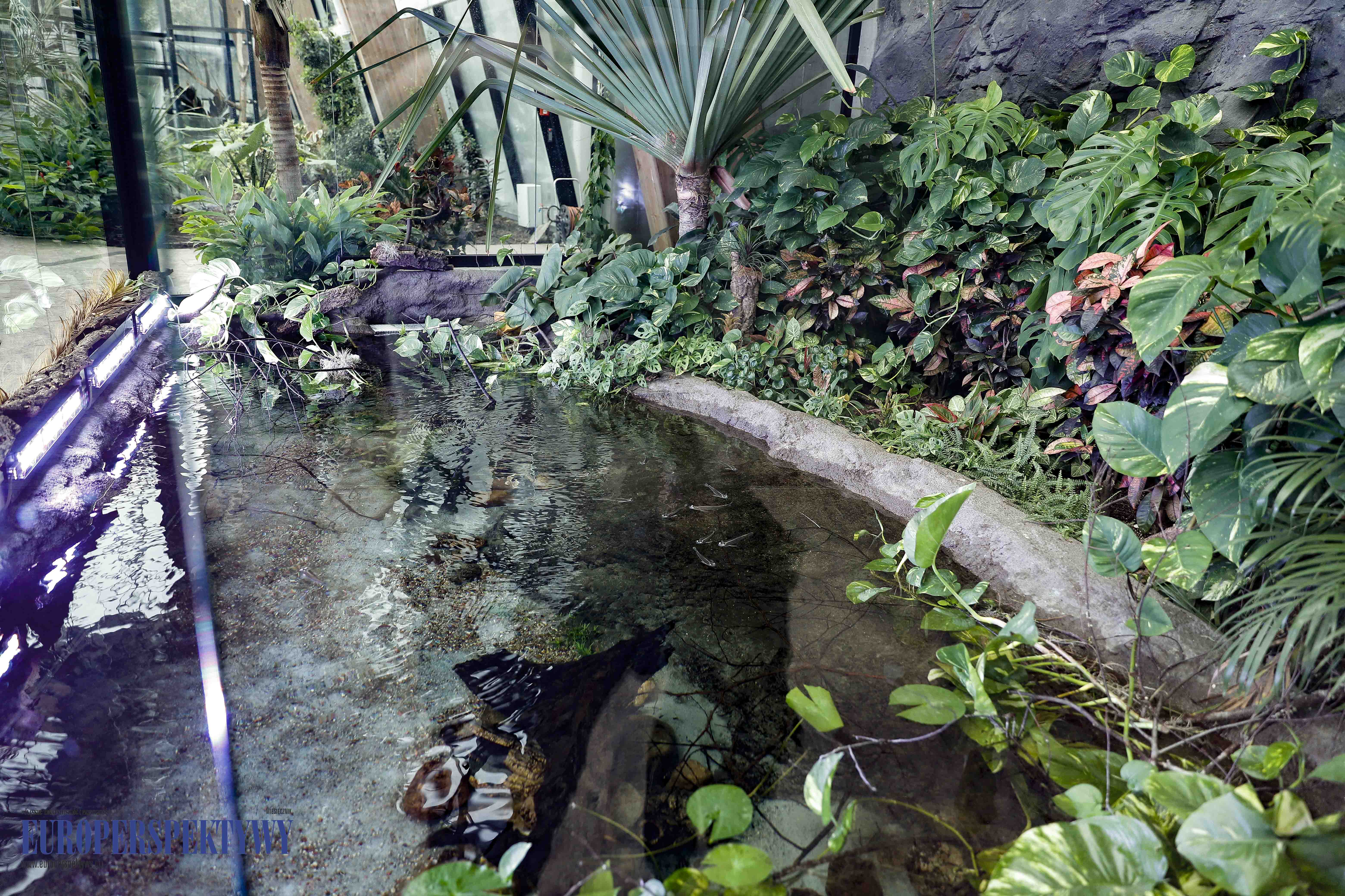 _MG_1695 Europerspektywy Nowe Egzotarium w Sosnowcu