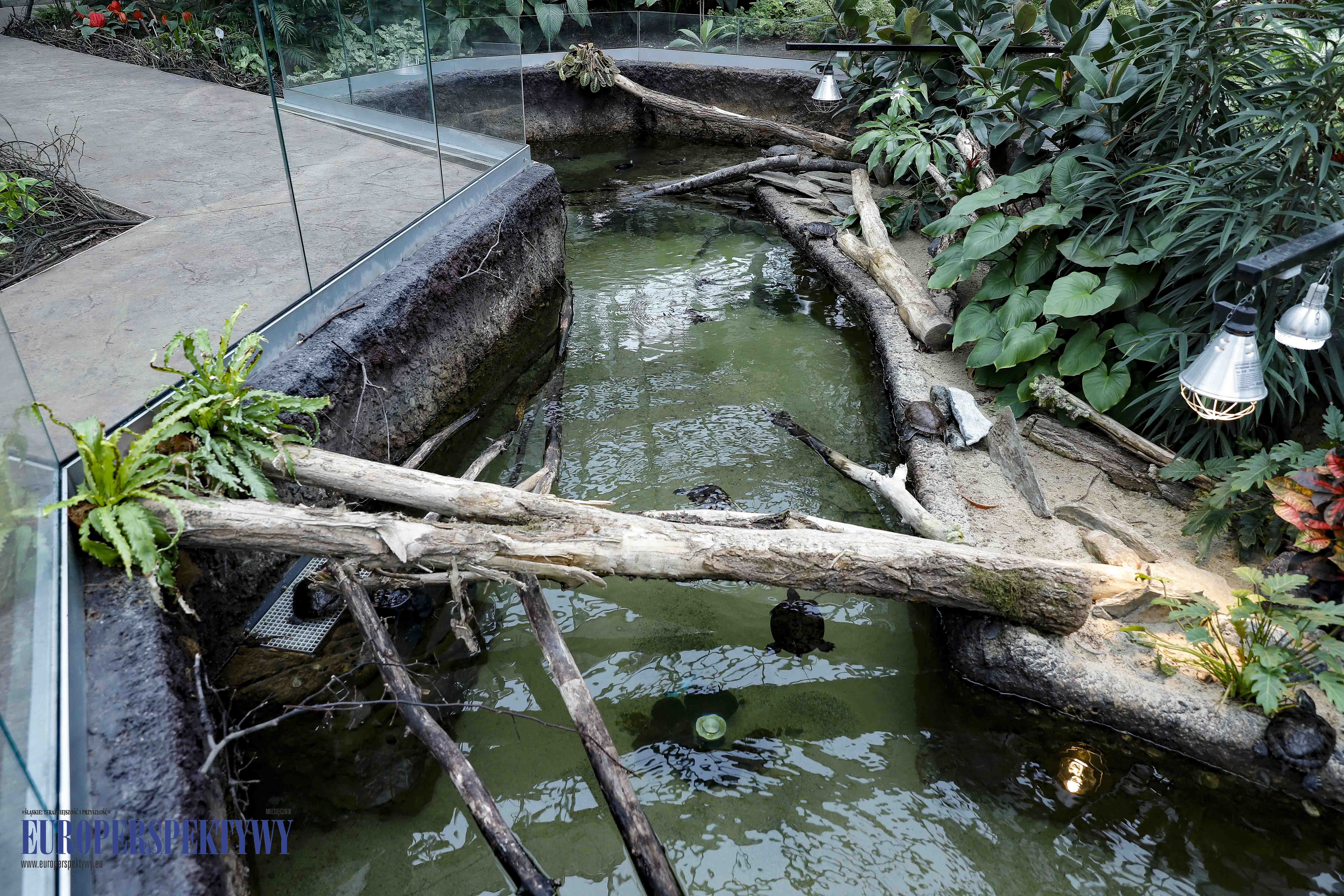 _MG_1709 Europerspektywy Nowe Egzotarium w Sosnowcu