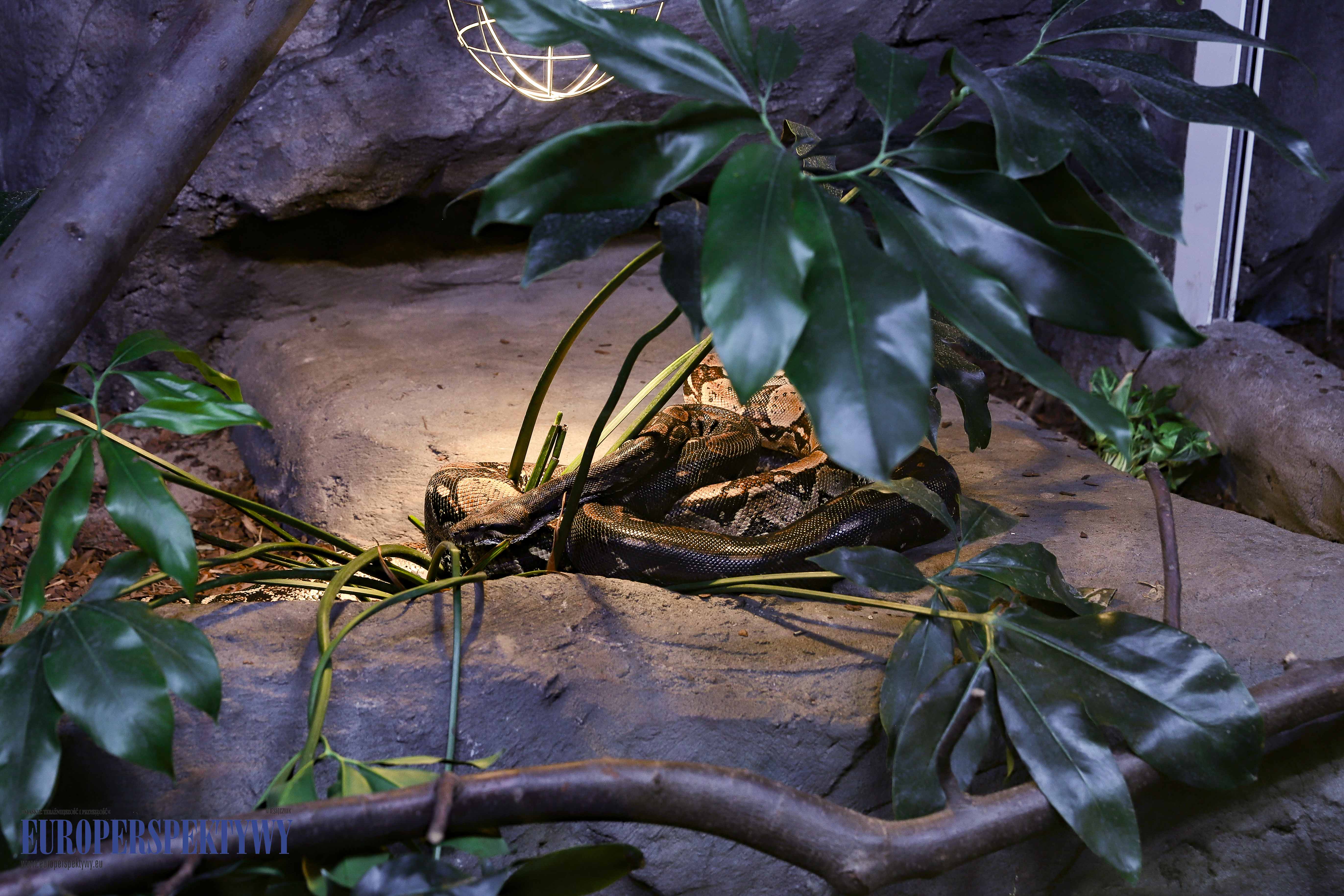 _MG_1738 Europerspektywy Nowe Egzotarium w Sosnowcu