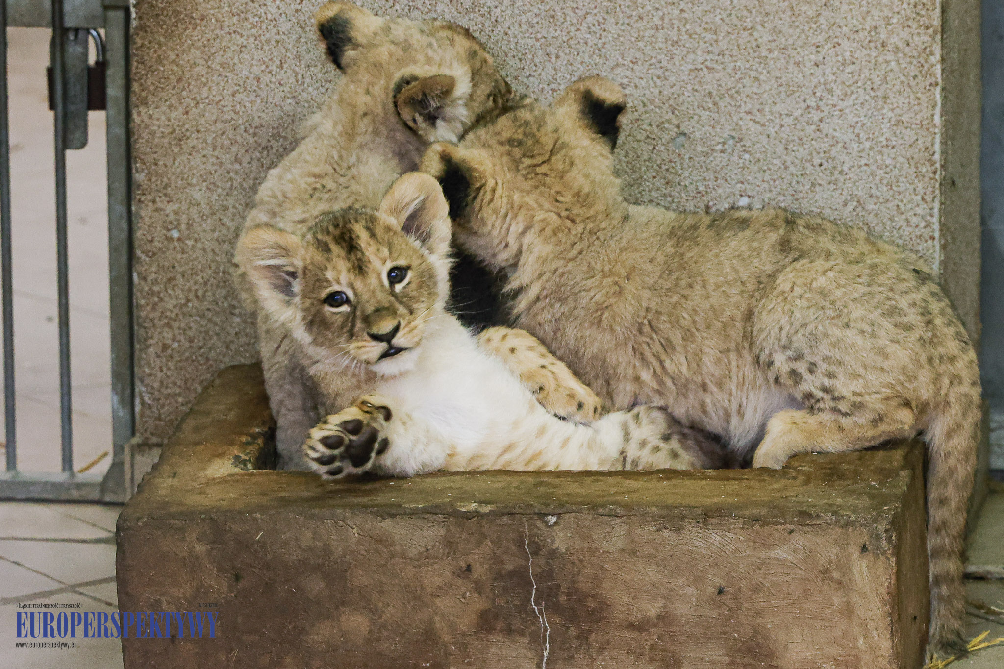 _MGL9052 Europerspektywy 4 lwiątka w Chorzowskim Ogrodzie Zoologicznym