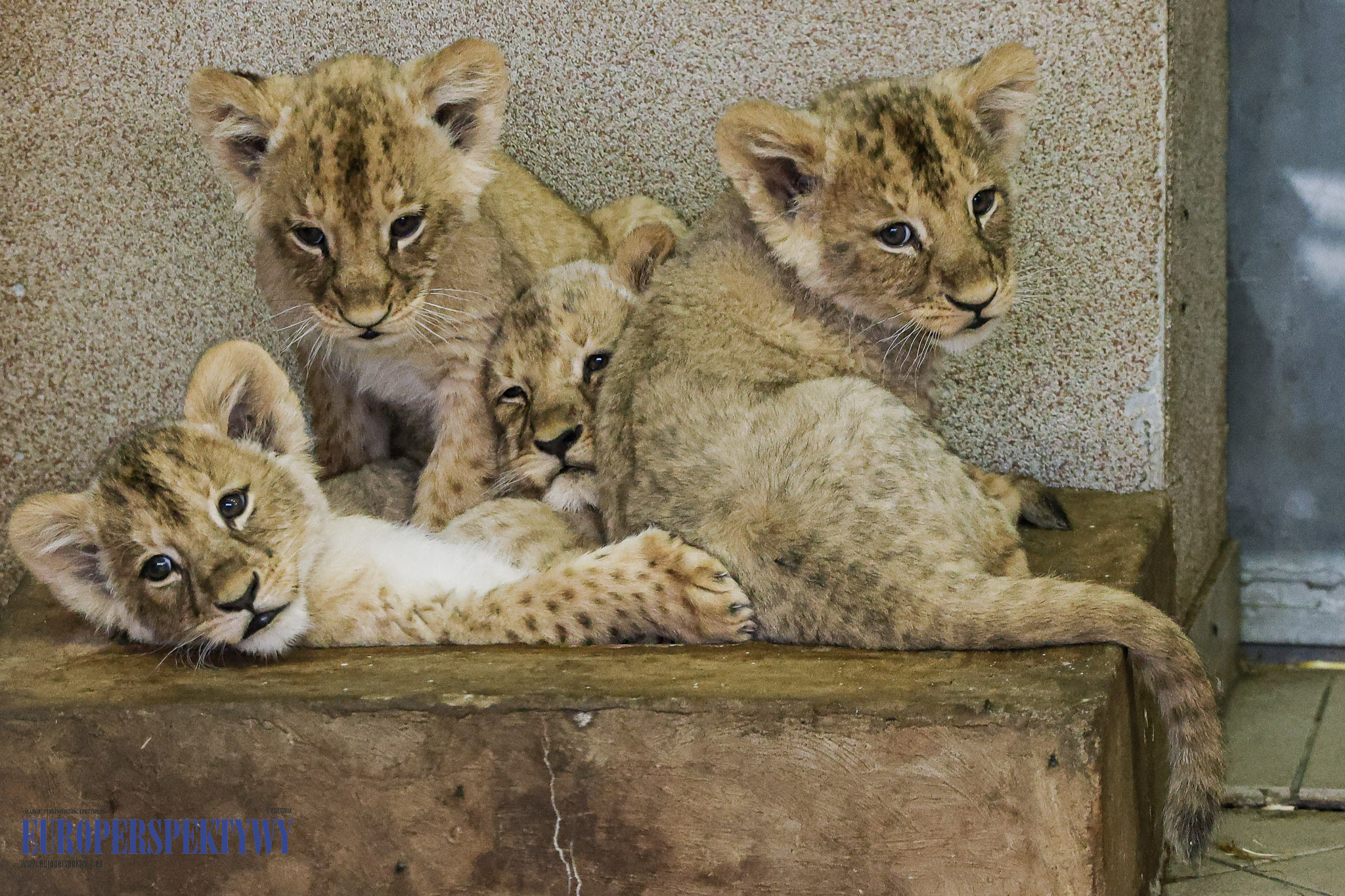 _MGL9072 Europerspektywy 4 lwiątka w Chorzowskim Ogrodzie Zoologicznym