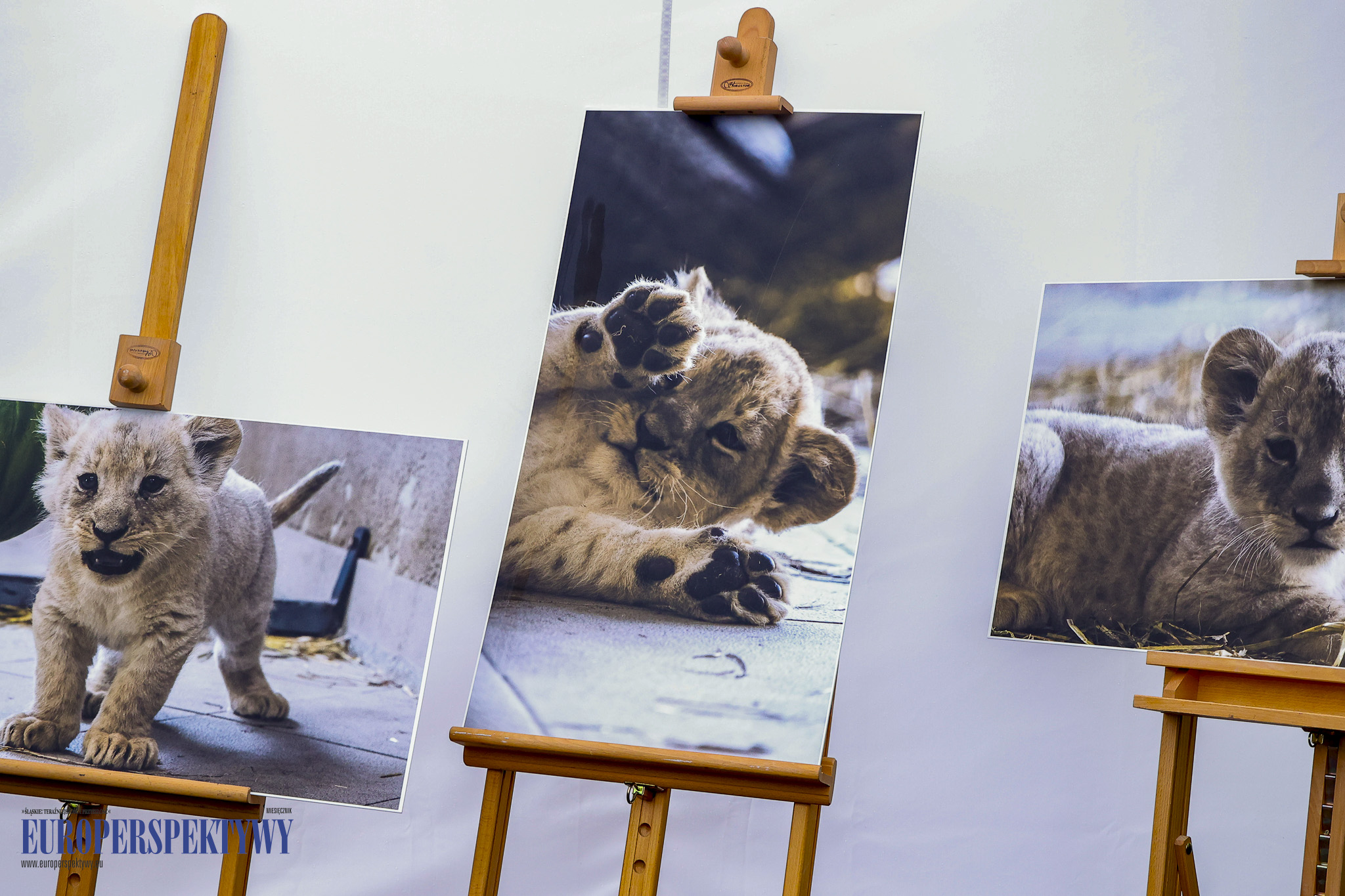 _MGL9129 Europerspektywy 4 lwiątka w Chorzowskim Ogrodzie Zoologicznym