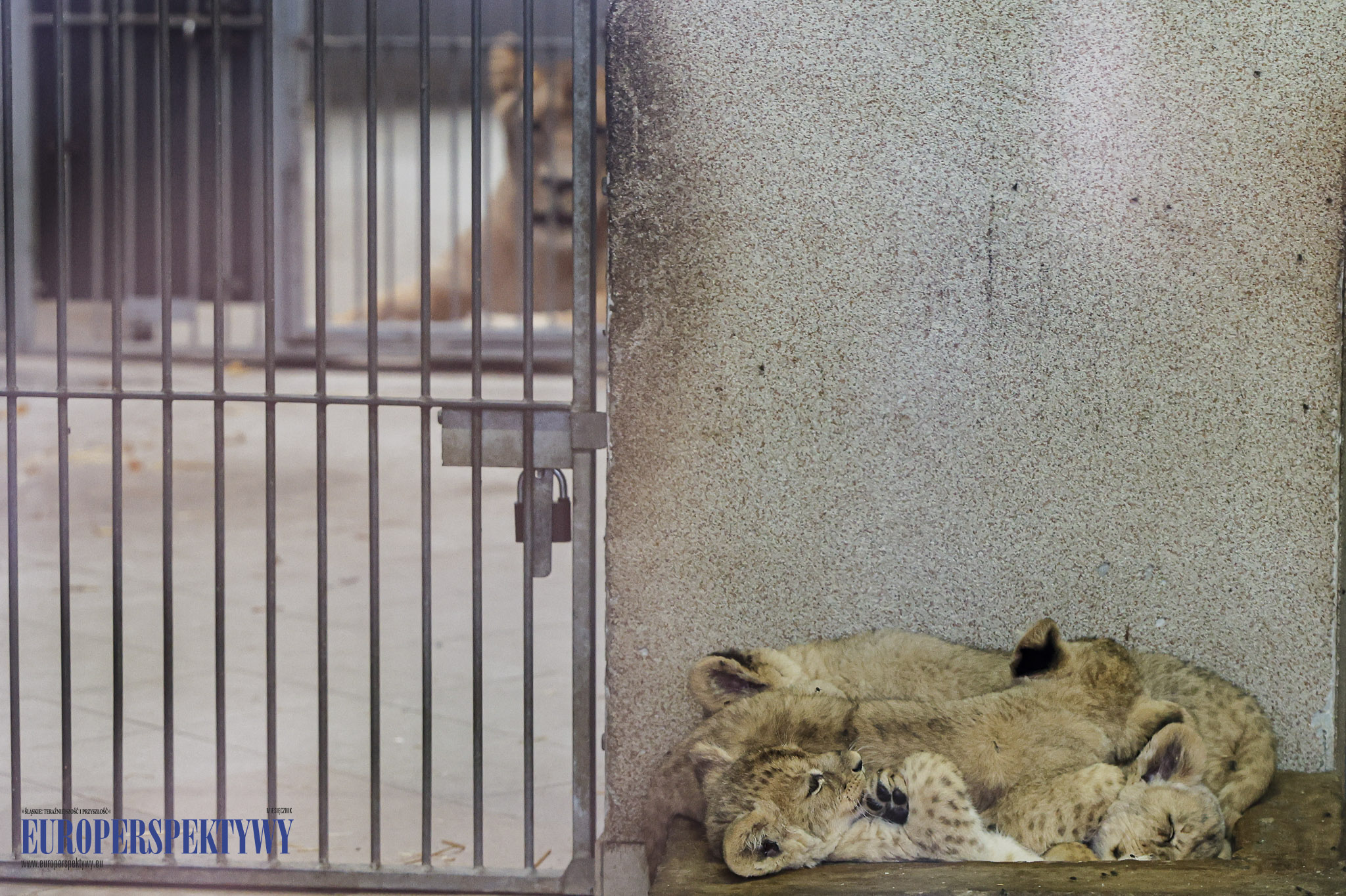 _MGL9139 Europerspektywy 4 lwiątka w Chorzowskim Ogrodzie Zoologicznym