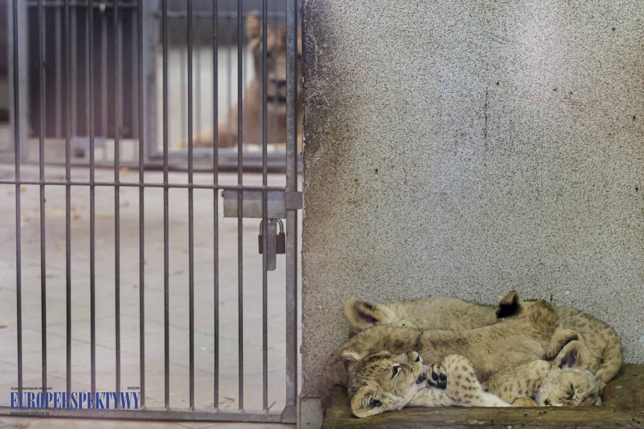 _MGL9140 Europerspektywy 4 lwiątka w Chorzowskim Ogrodzie Zoologicznym