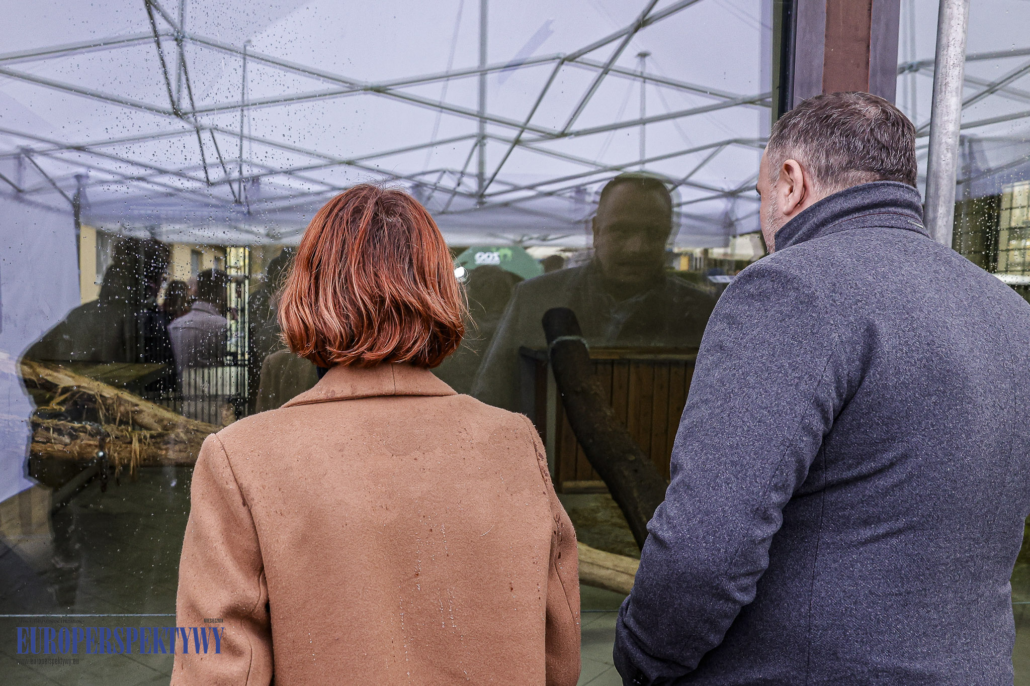 _MGL9423 Europerspektywy 4 lwiątka w Chorzowskim Ogrodzie Zoologicznym