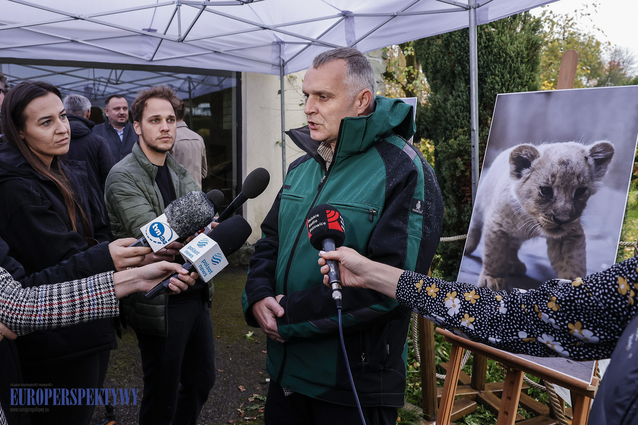_MGL9448 Europerspektywy 4 lwiątka w Chorzowskim Ogrodzie Zoologicznym