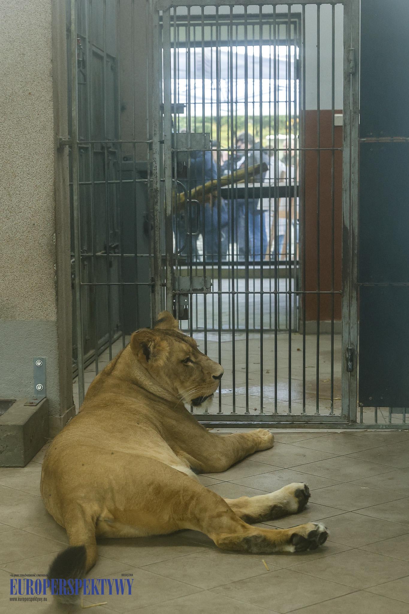 _MGL9461 Europerspektywy 4 lwiątka w Chorzowskim Ogrodzie Zoologicznym