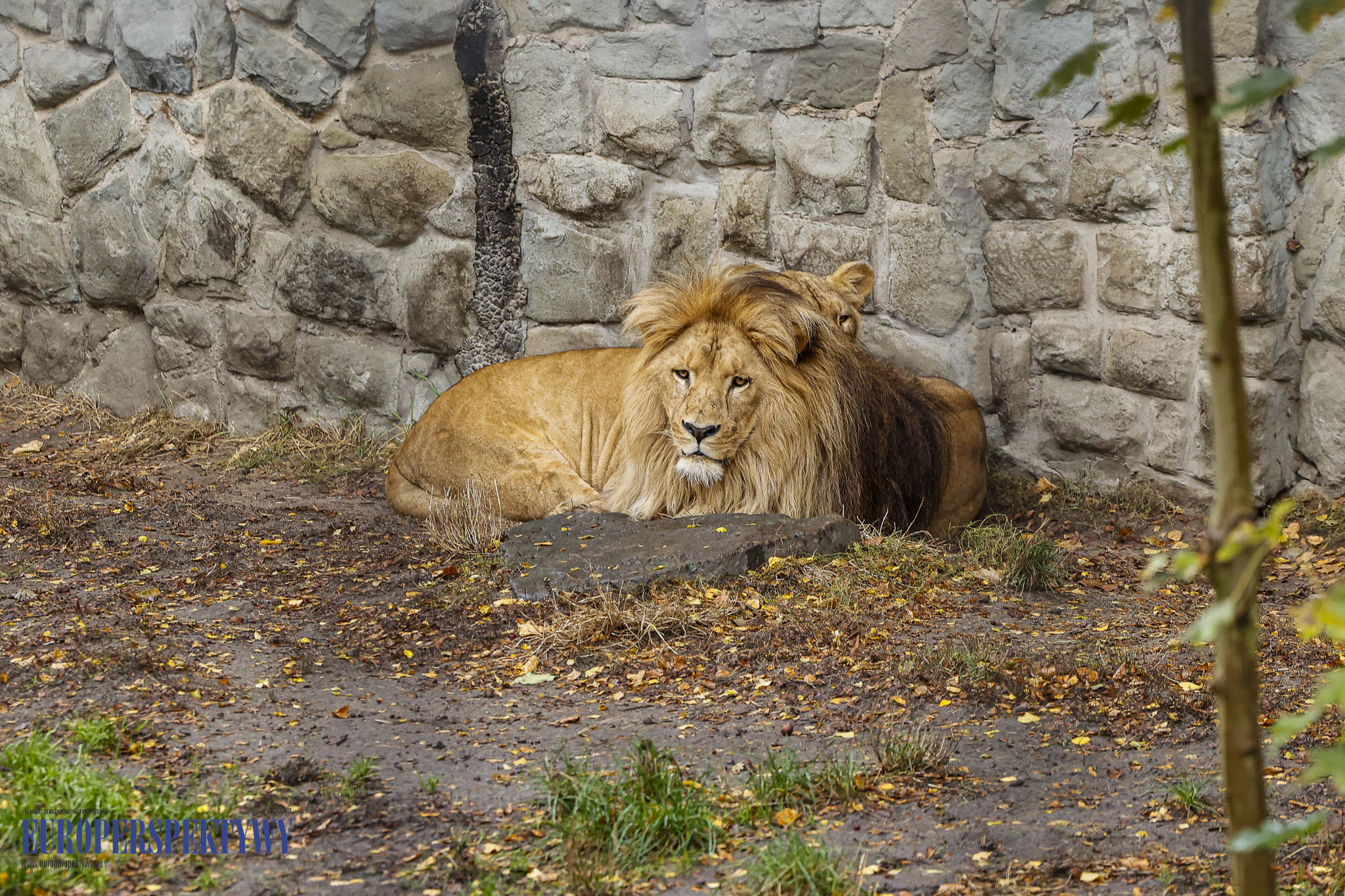 _MGL9465 Europerspektywy 4 lwiątka w Chorzowskim Ogrodzie Zoologicznym