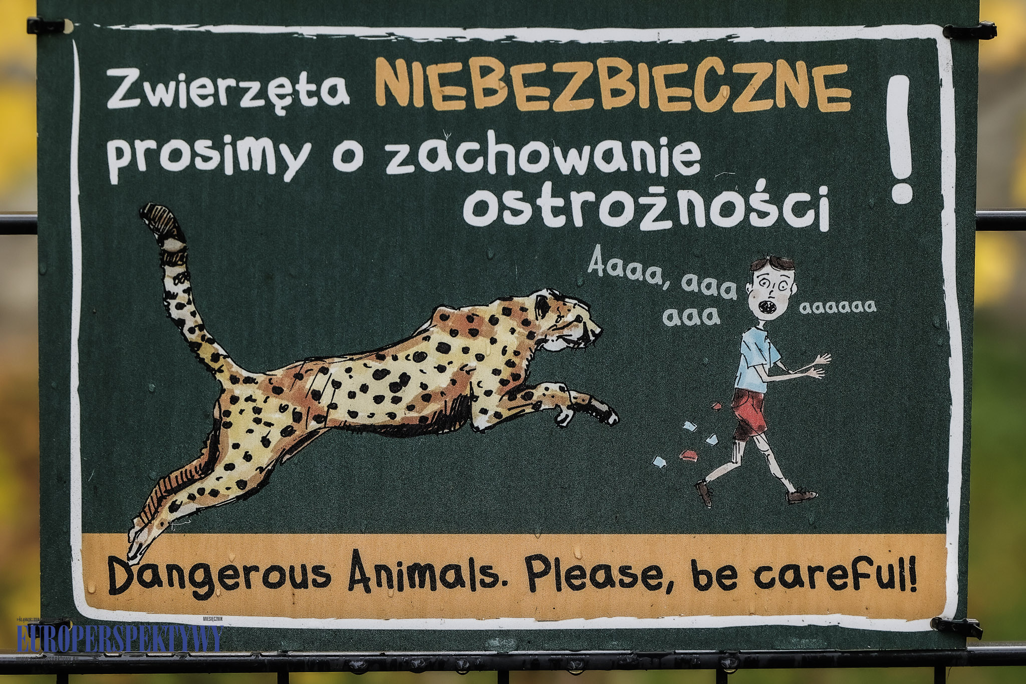 _MGL9494 Europerspektywy 4 lwiątka w Chorzowskim Ogrodzie Zoologicznym