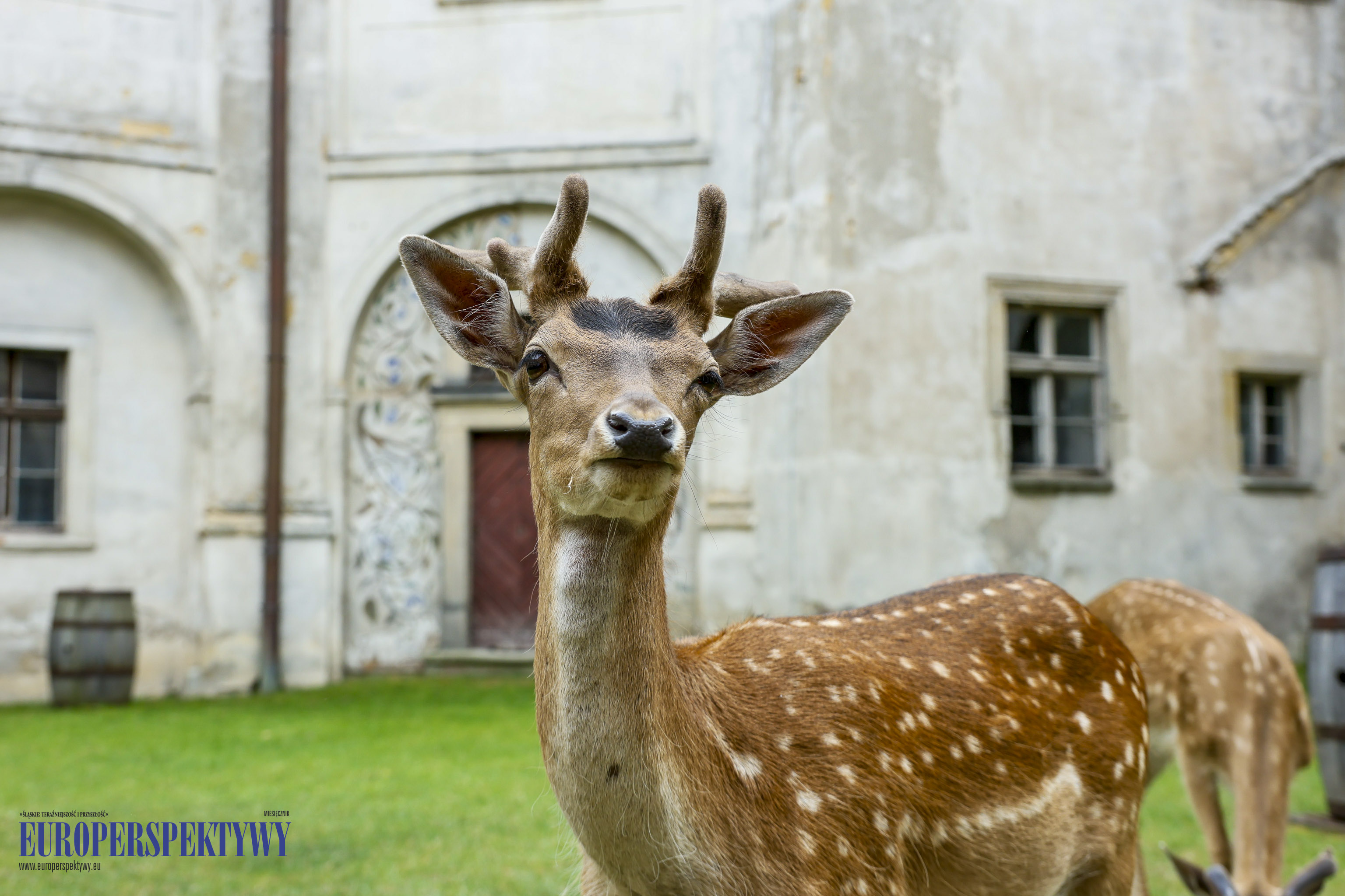 _MGL-1008 Europerspektywy Business Centre Club na Zamku w Niemodlinie