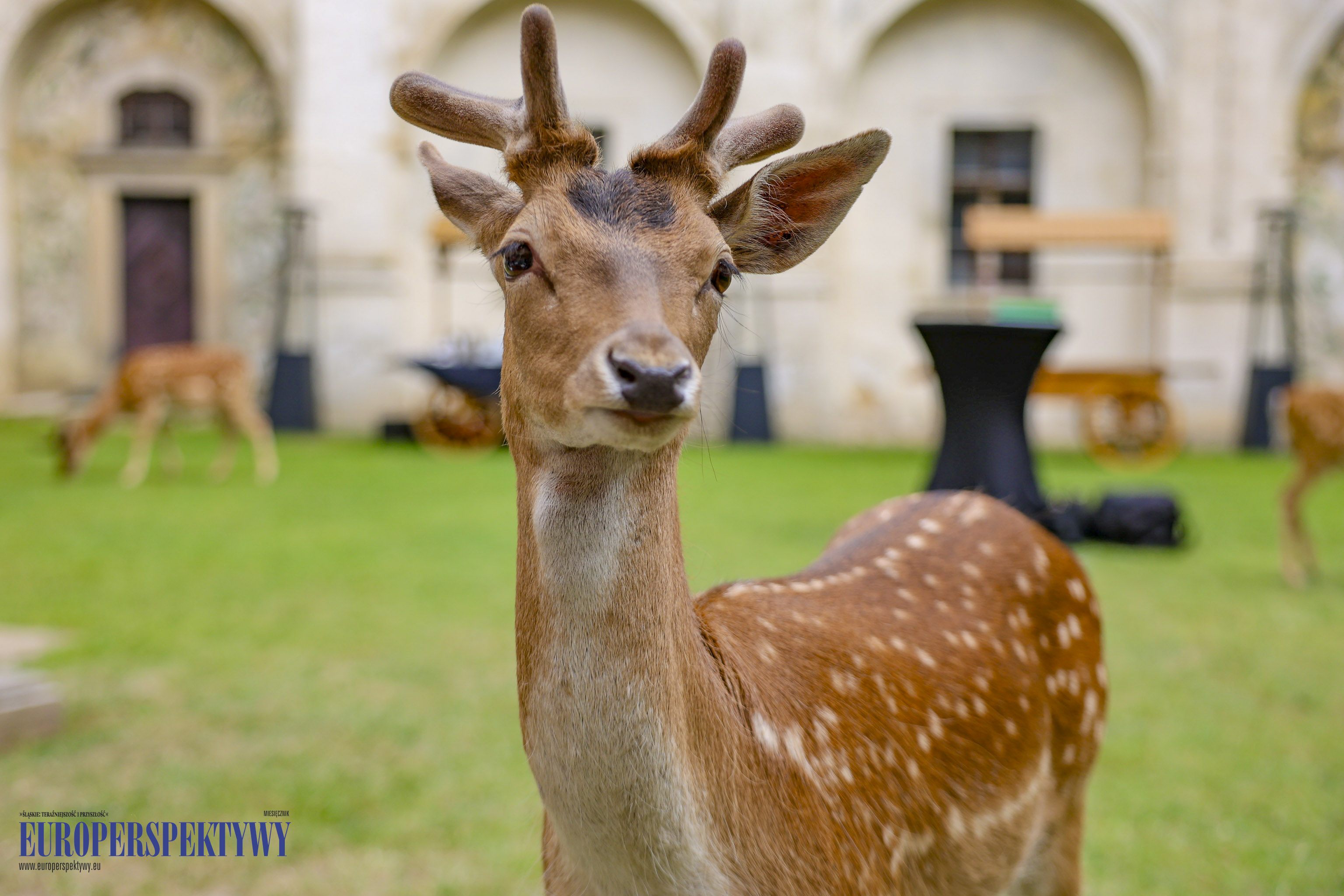 _MGL-1047 Europerspektywy Business Centre Club na Zamku w Niemodlinie
