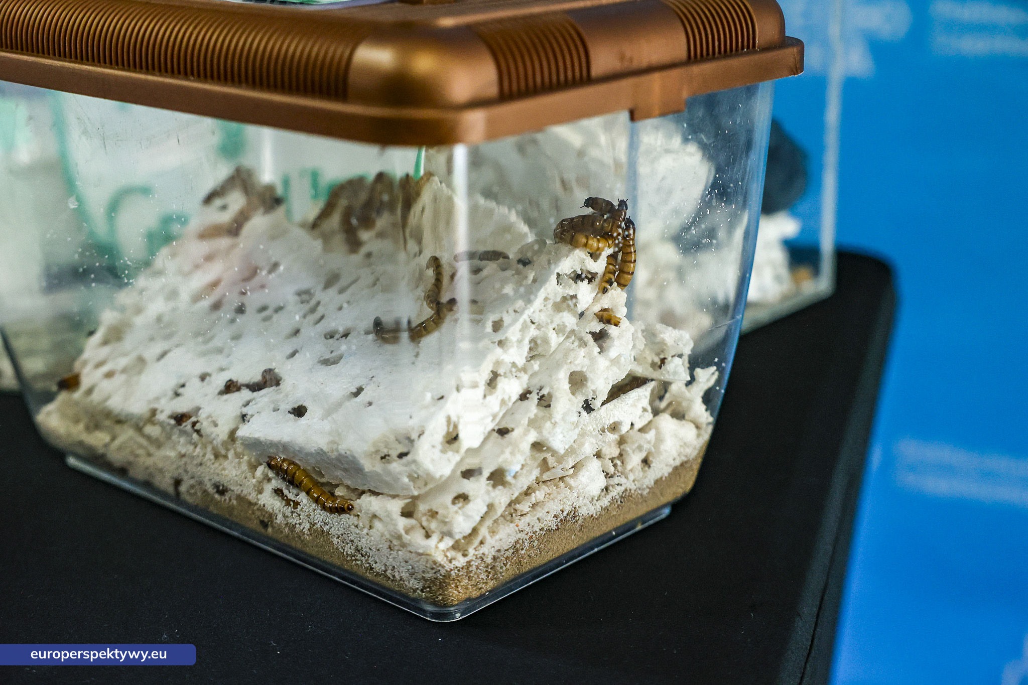 Europerspektywy (21 z 234) Europerspektywy Synergia 2025: Śląski Klub Biznesu i Politechnika Częstochowska łączą siły na rzecz innowacji