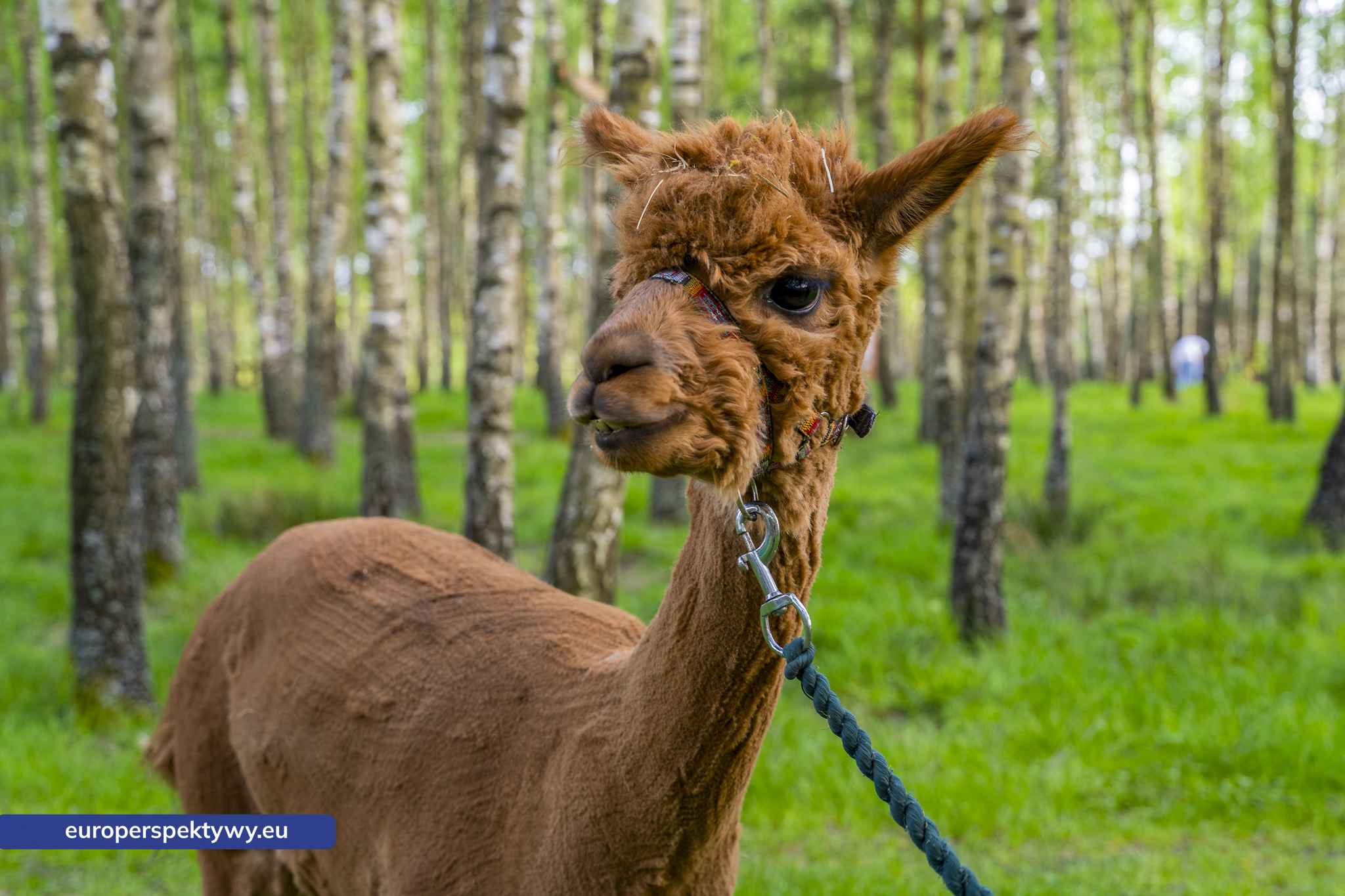 Park Korzonek Park Korzonek