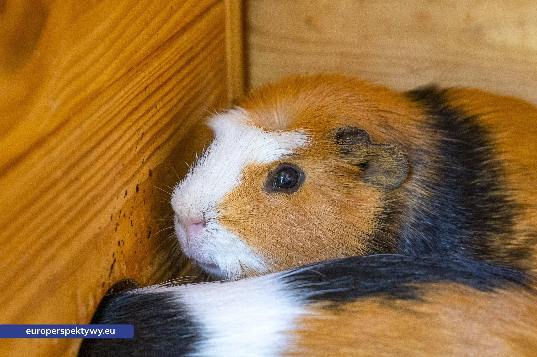 Europerspektywy-10 Europerspektywy Park Korzonek: ekologiczna strefa kąpieli już wkrótce dostępna dla odwiedzających