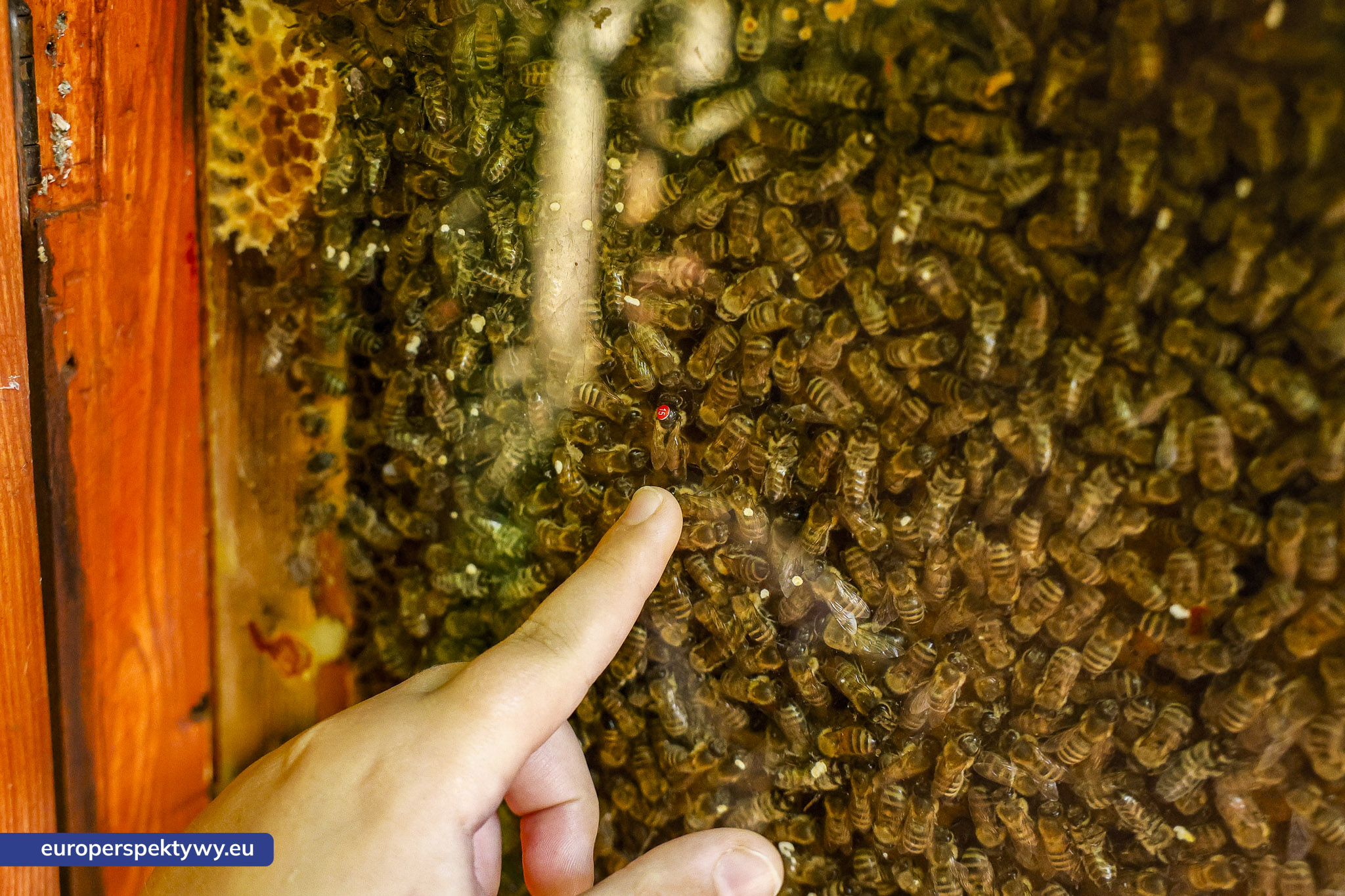 Europerspektywy-1102