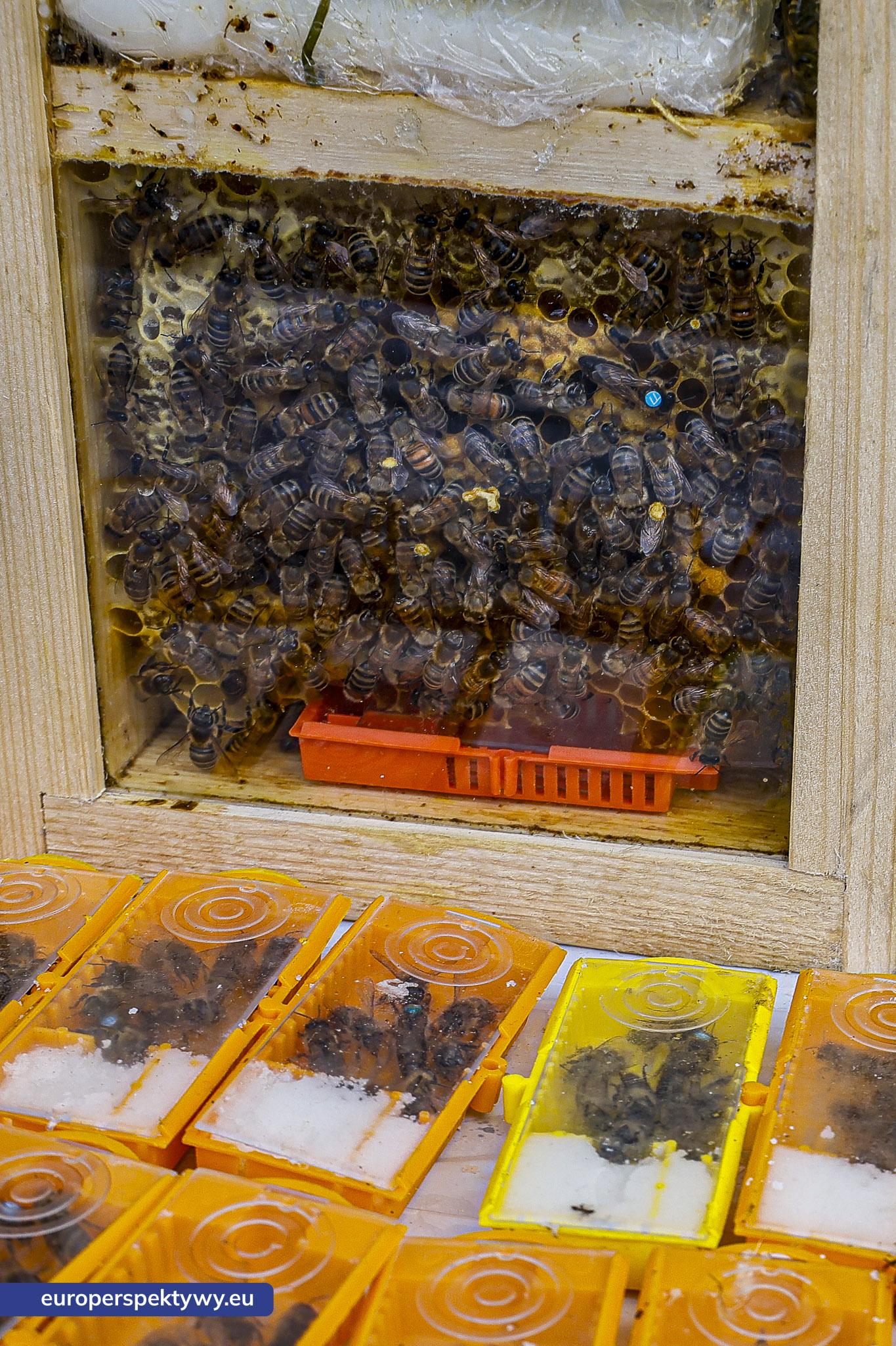 Europerspektywy-1115