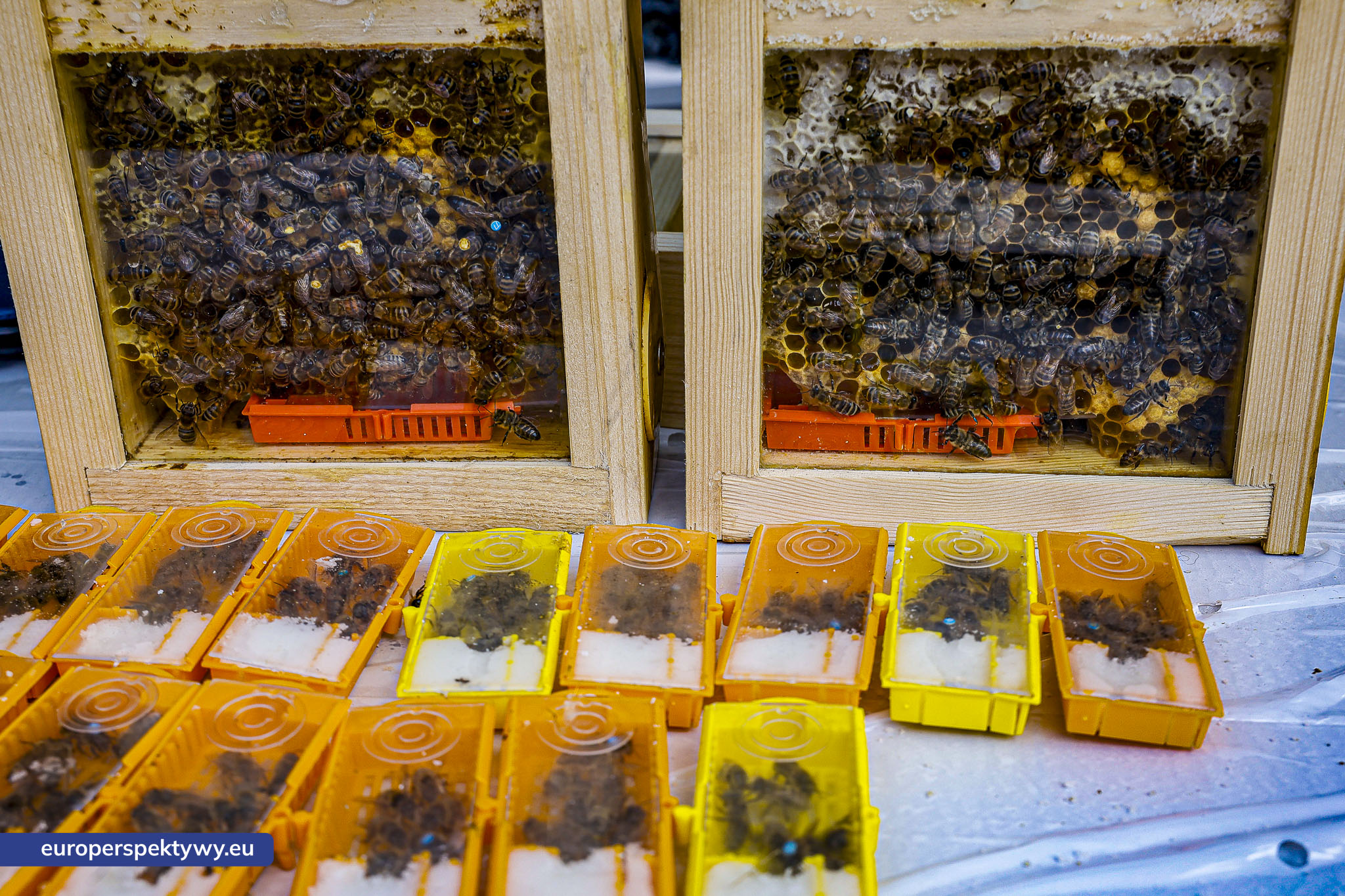 Europerspektywy-1116