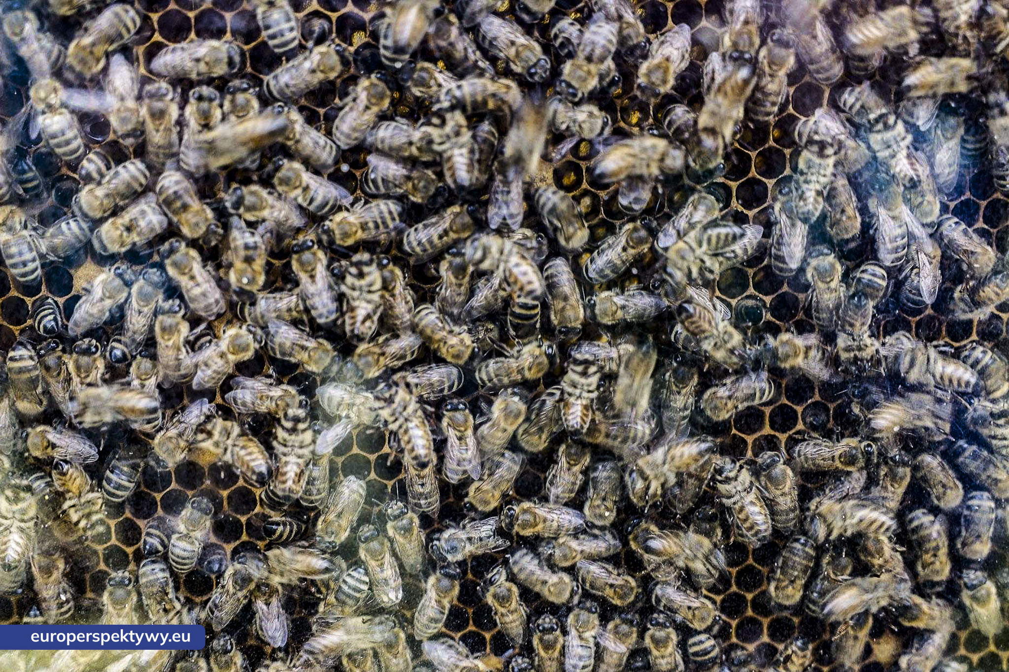 Europerspektywy-1126