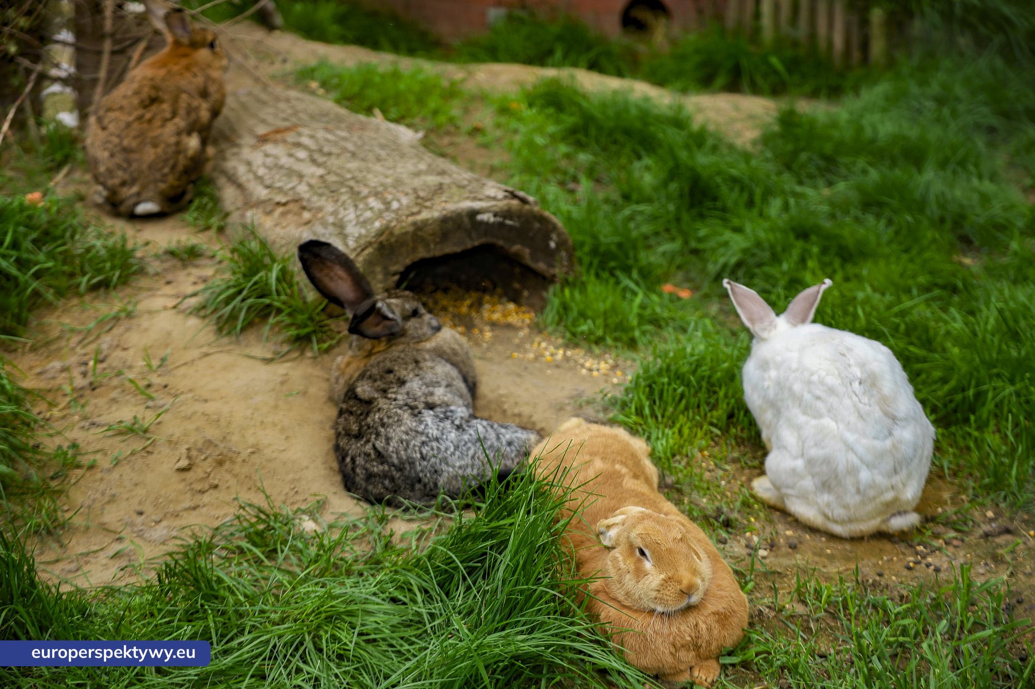 Europerspektywy-1246 Europerspektywy Park Korzonek: ekologiczna strefa kąpieli już wkrótce dostępna dla odwiedzających