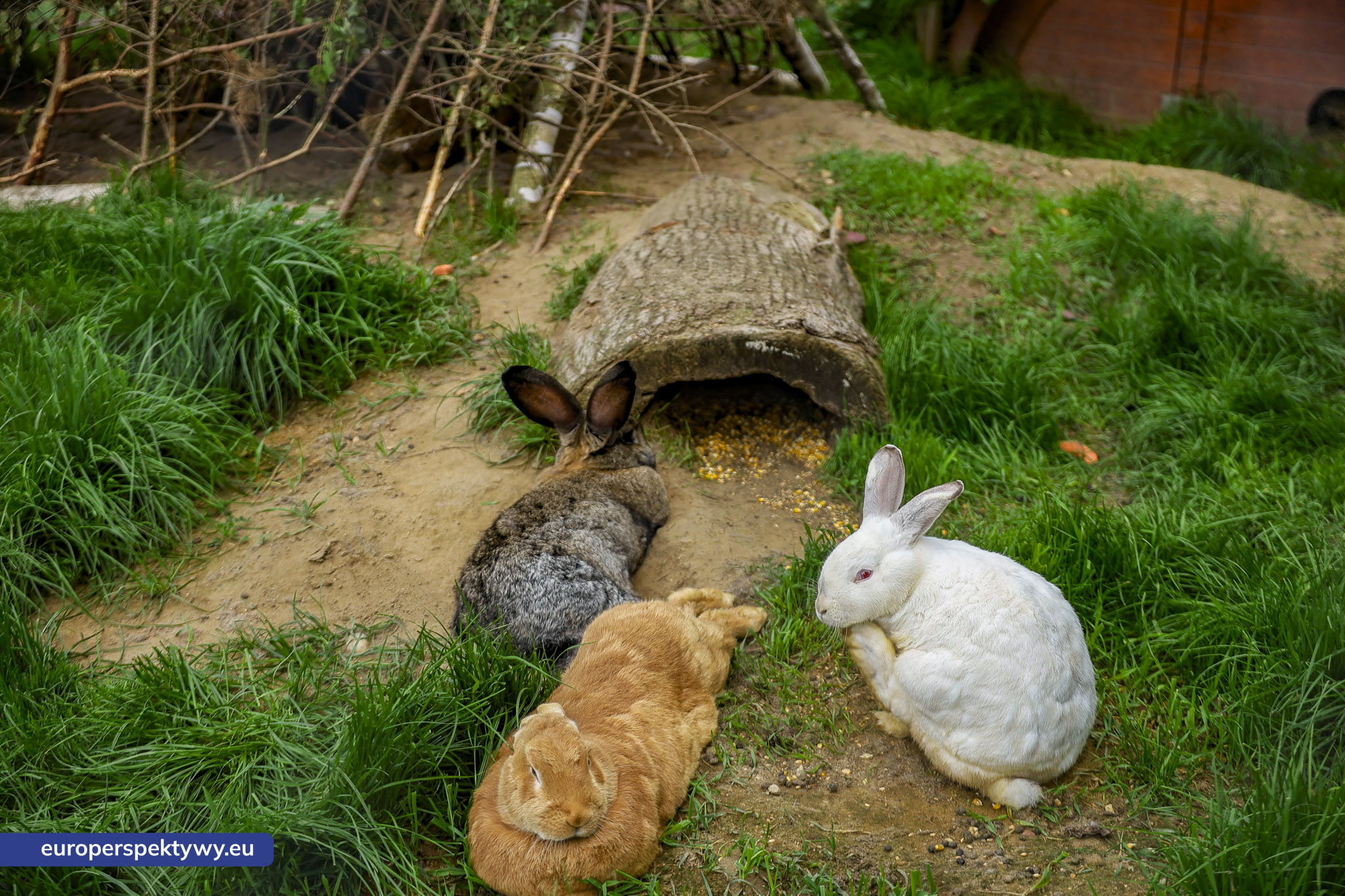 Europerspektywy-1247 Europerspektywy Park Korzonek: ekologiczna strefa kąpieli już wkrótce dostępna dla odwiedzających