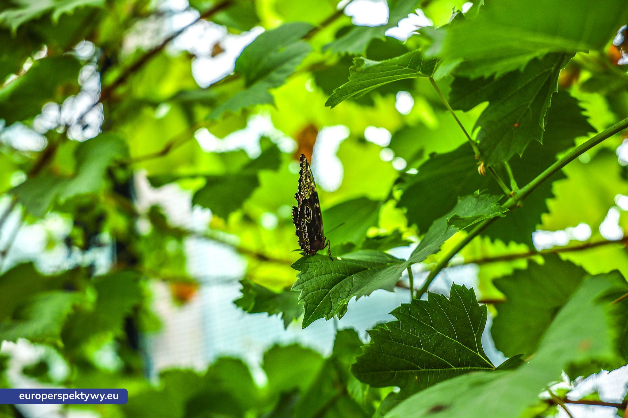 Europerspektywy-1252 Europerspektywy Park Korzonek: ekologiczna strefa kąpieli już wkrótce dostępna dla odwiedzających