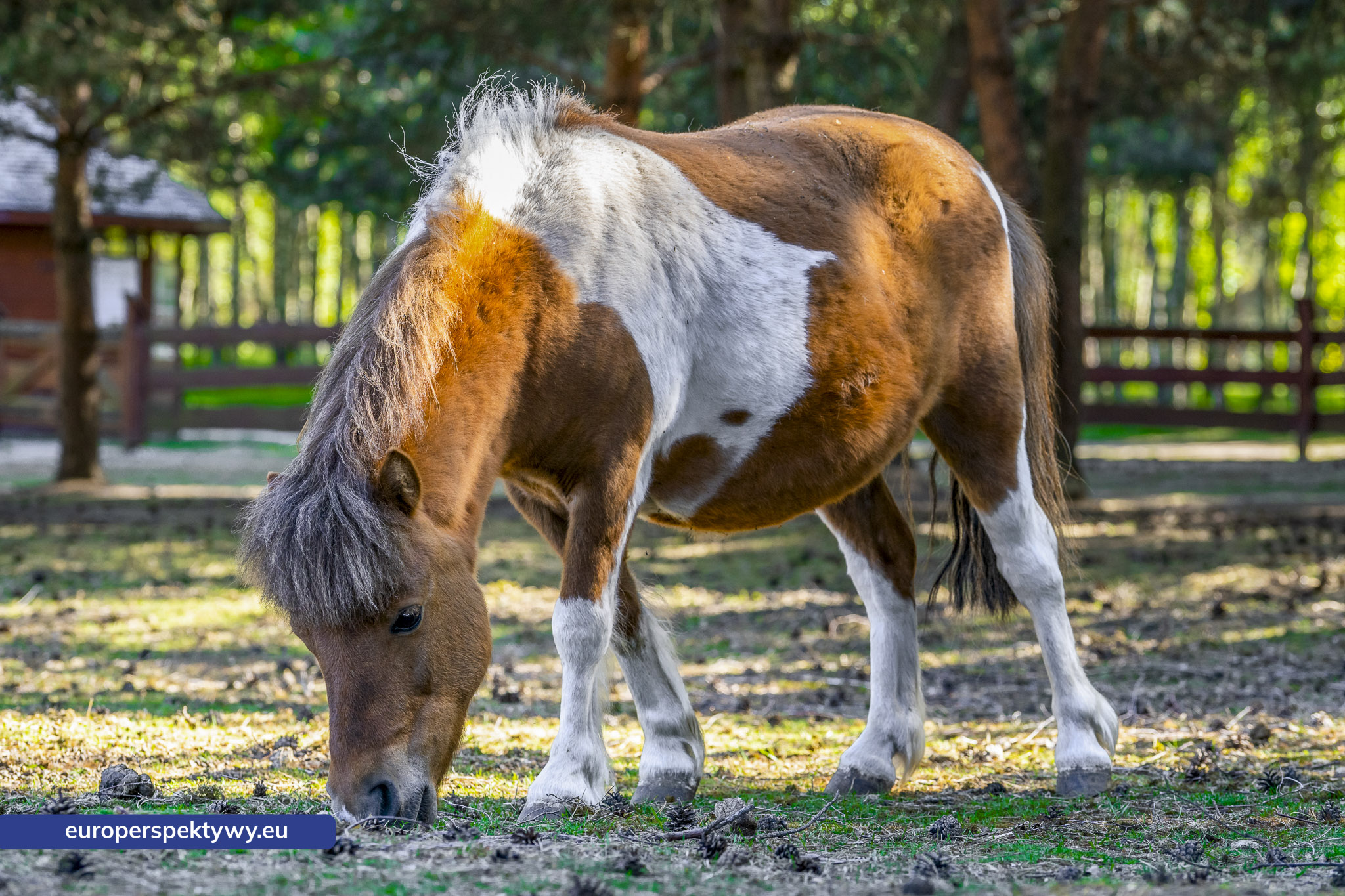 Europerspektywy-5 Europerspektywy Park Korzonek: ekologiczna strefa kąpieli już wkrótce dostępna dla odwiedzających