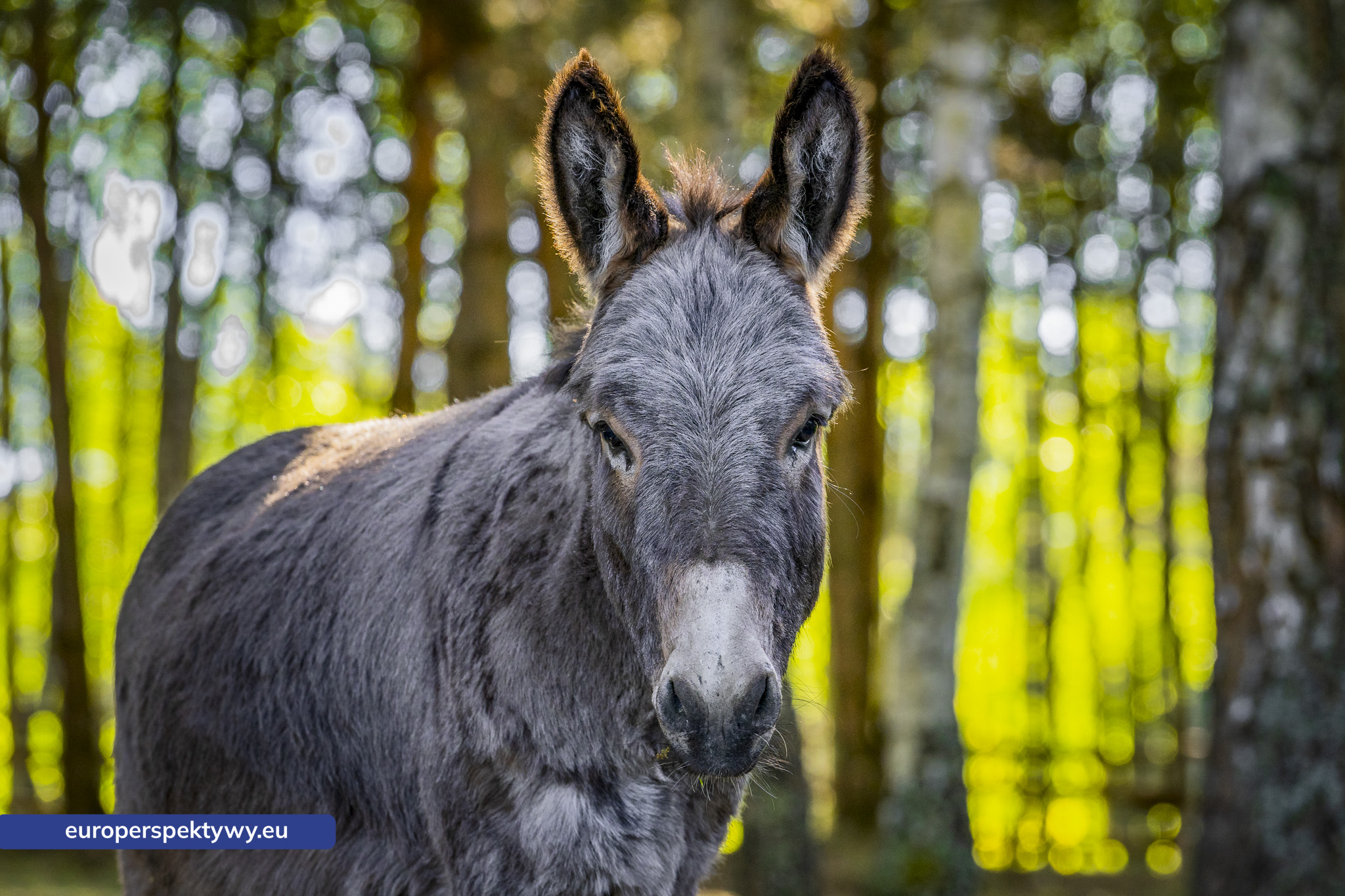Europerspektywy-7 Europerspektywy Park Korzonek: ekologiczna strefa kąpieli już wkrótce dostępna dla odwiedzających
