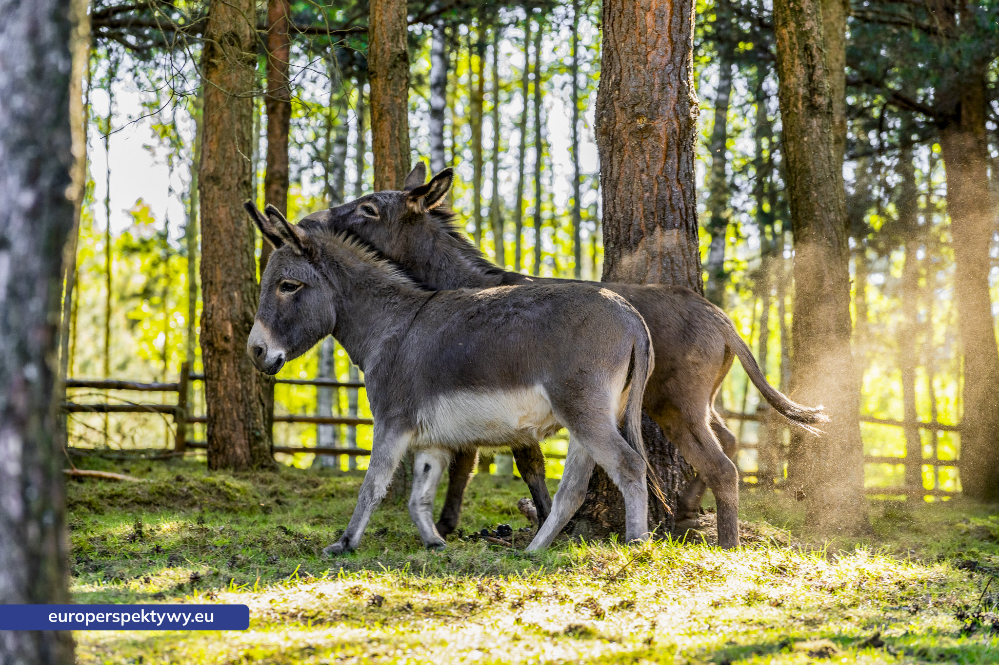 Europerspektywy Park Korzonek: ekologiczna strefa kąpieli już wkrótce dostępna dla odwiedzających