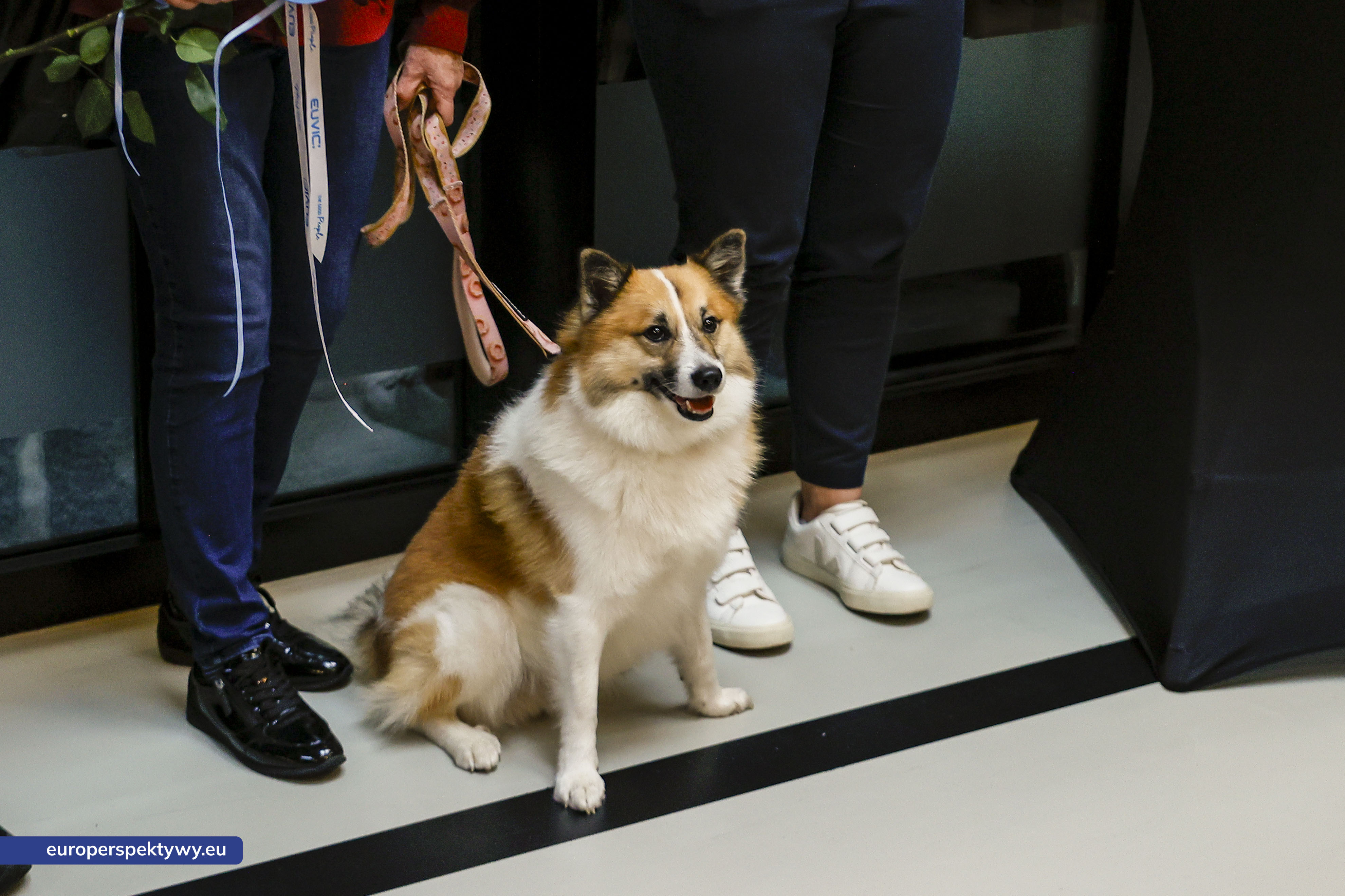 Europerspektywy Aukcja charytatywna „Wszyscy Mamy Kota” w Euvic – biznes, sztuka i dobro dla gliwickiego schroniska