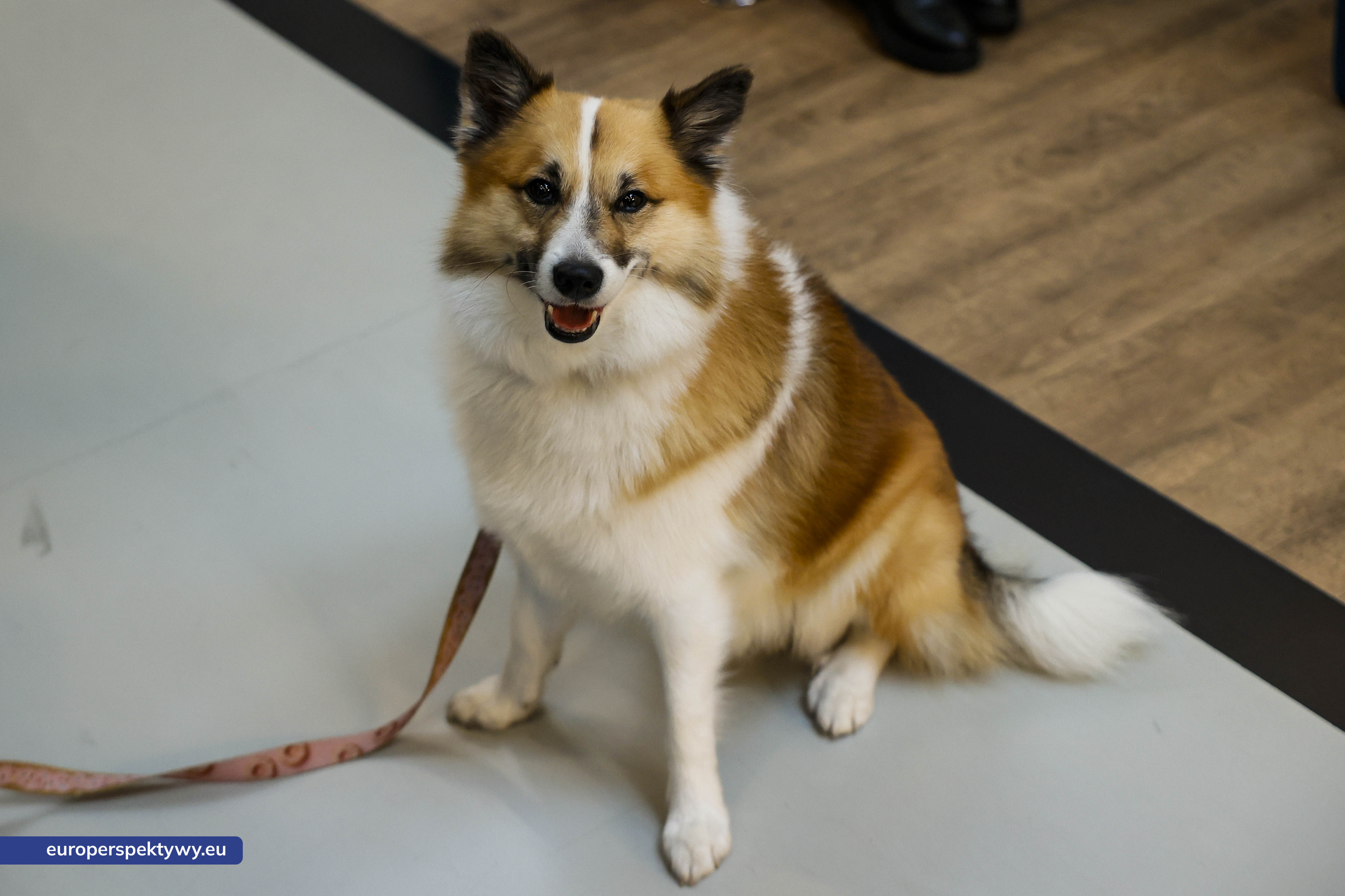 Europerspektywy Aukcja charytatywna „Wszyscy Mamy Kota” w Euvic – biznes, sztuka i dobro dla gliwickiego schroniska