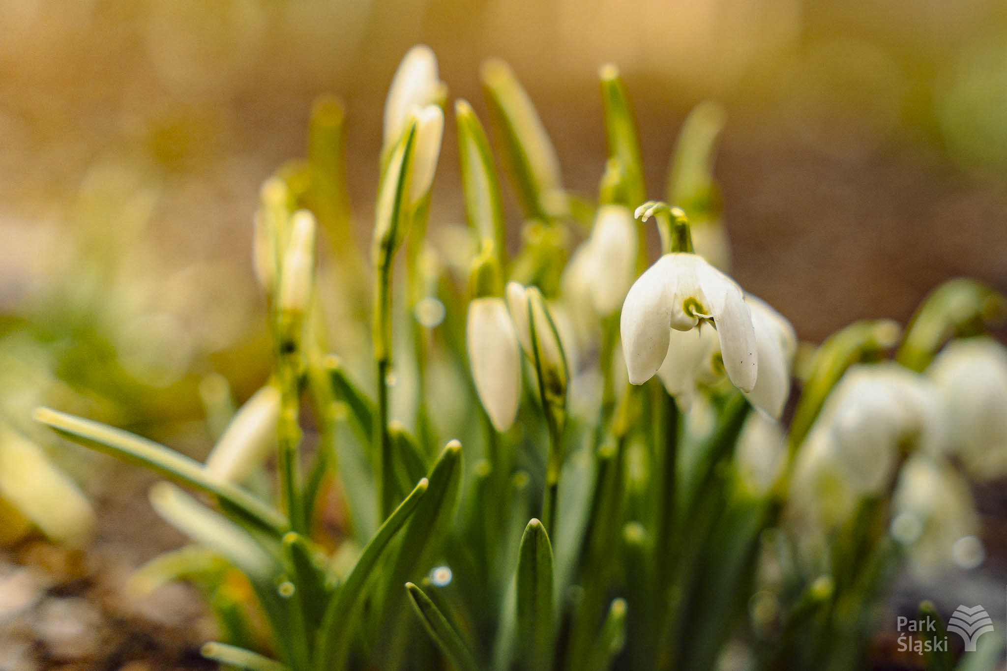 Tauron Park Śląski-110 Europerspektywy Park Śląski - zielone serce aglomeracji