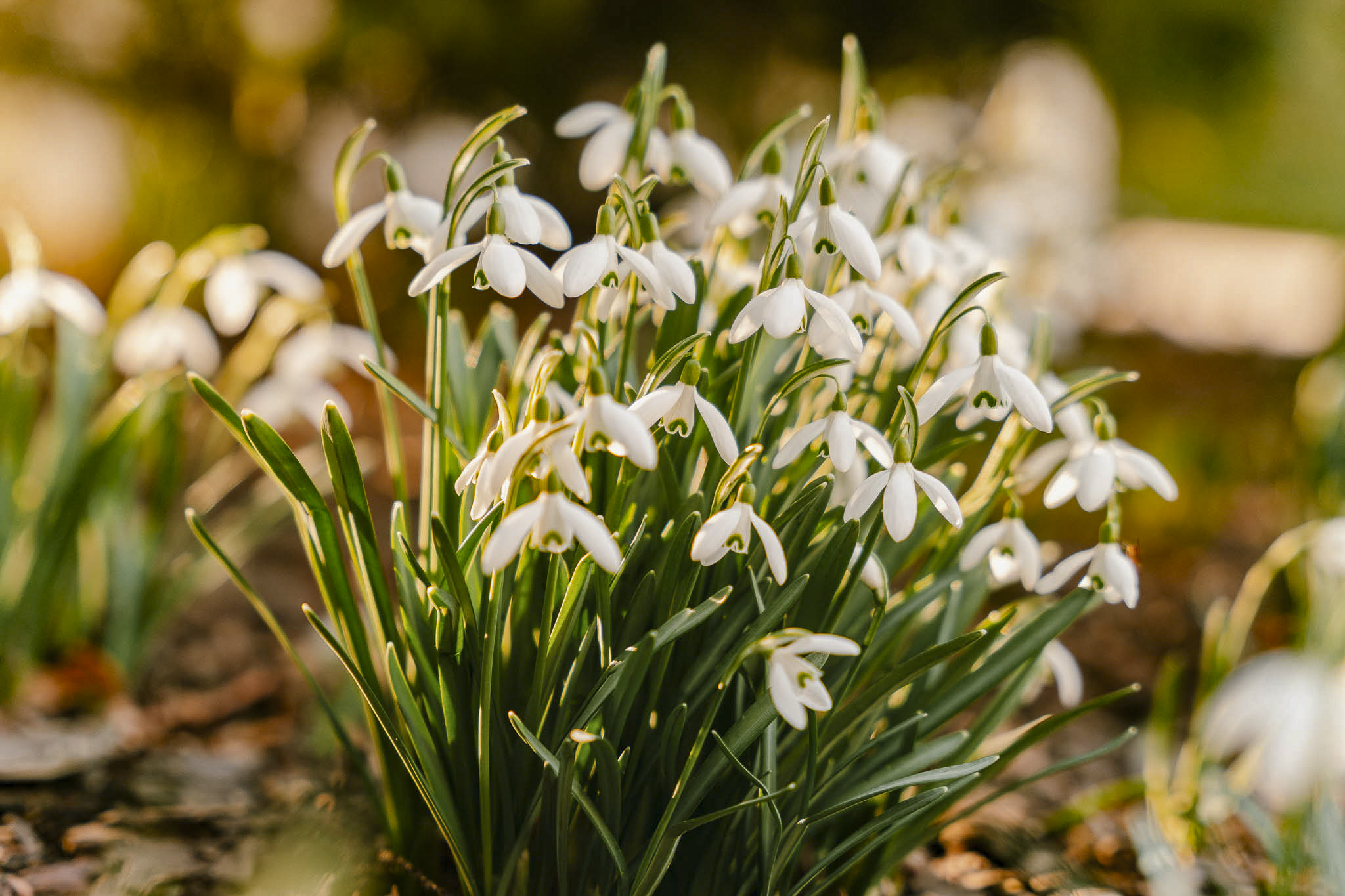 Tauron Park Śląski-111 Europerspektywy Park Śląski - zielone serce aglomeracji