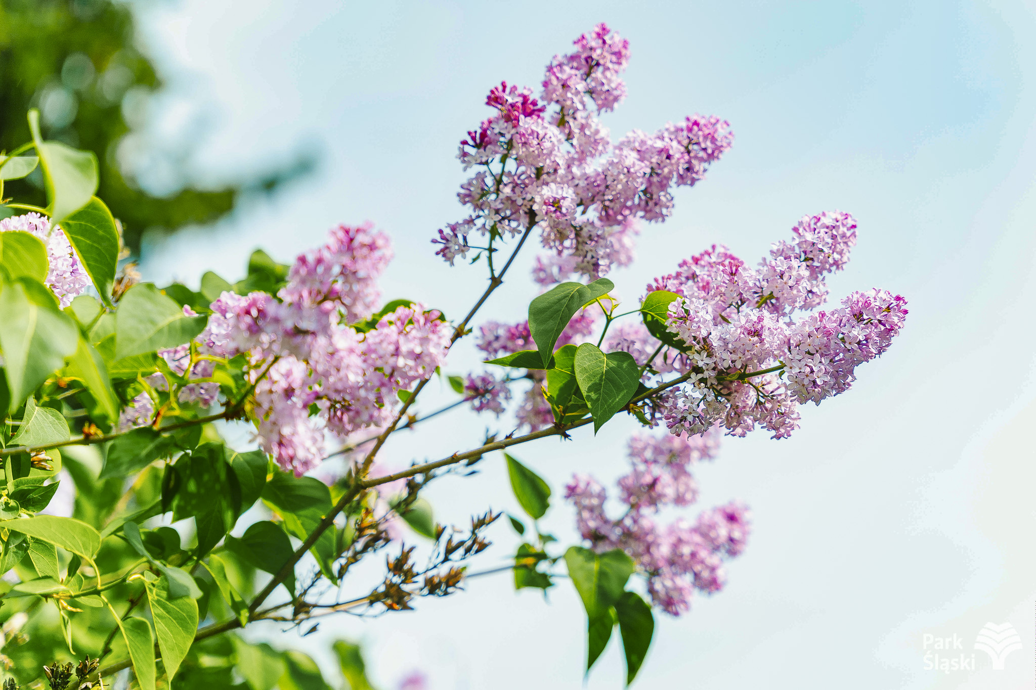 Tauron Park Śląski-113 Europerspektywy Park Śląski - zielone serce aglomeracji