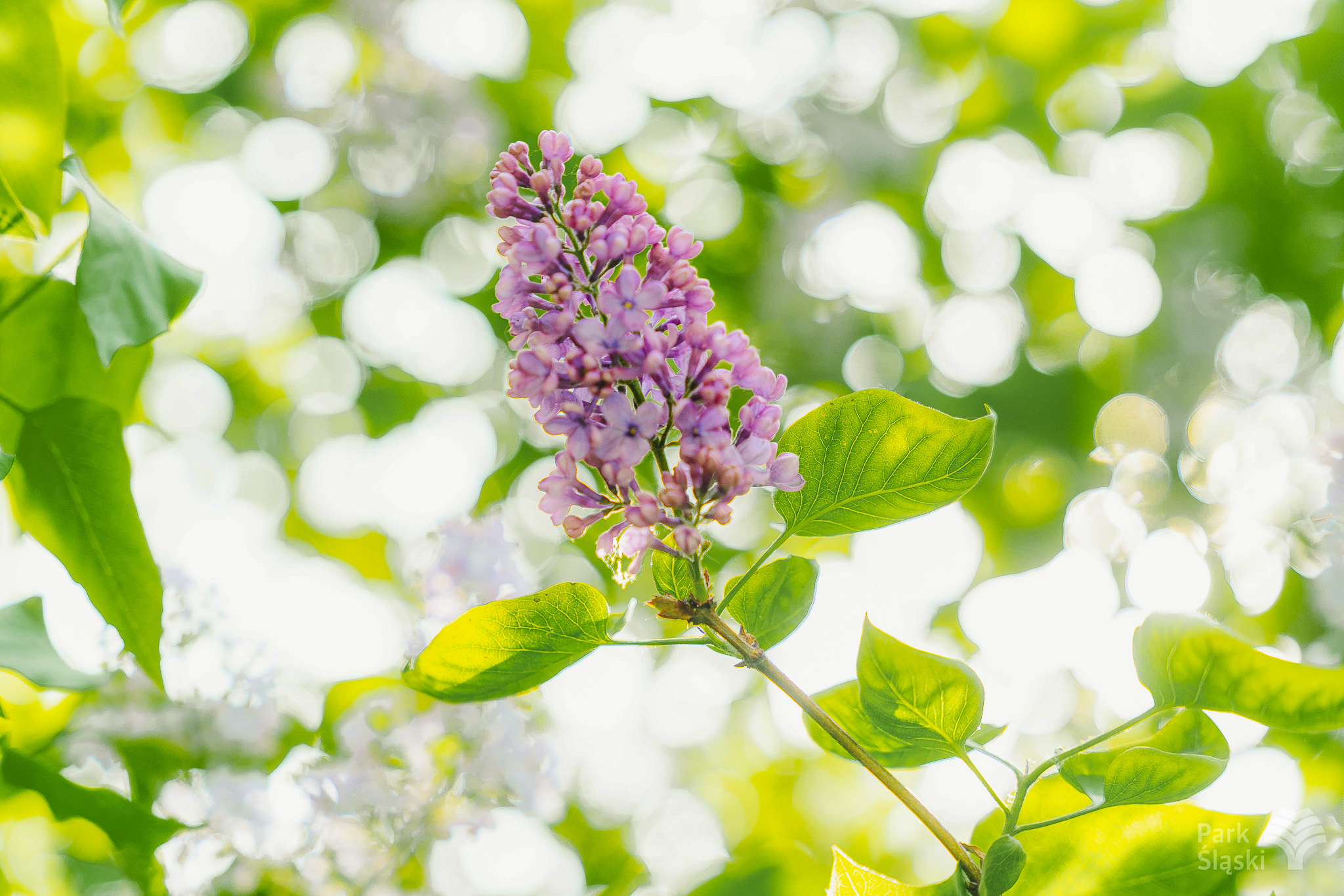 Tauron Park Śląski-114 Europerspektywy Park Śląski - zielone serce aglomeracji