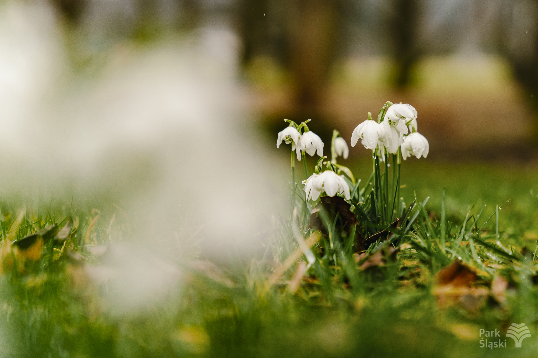 Tauron Park Śląski-12 Europerspektywy Park Śląski - zielone serce aglomeracji