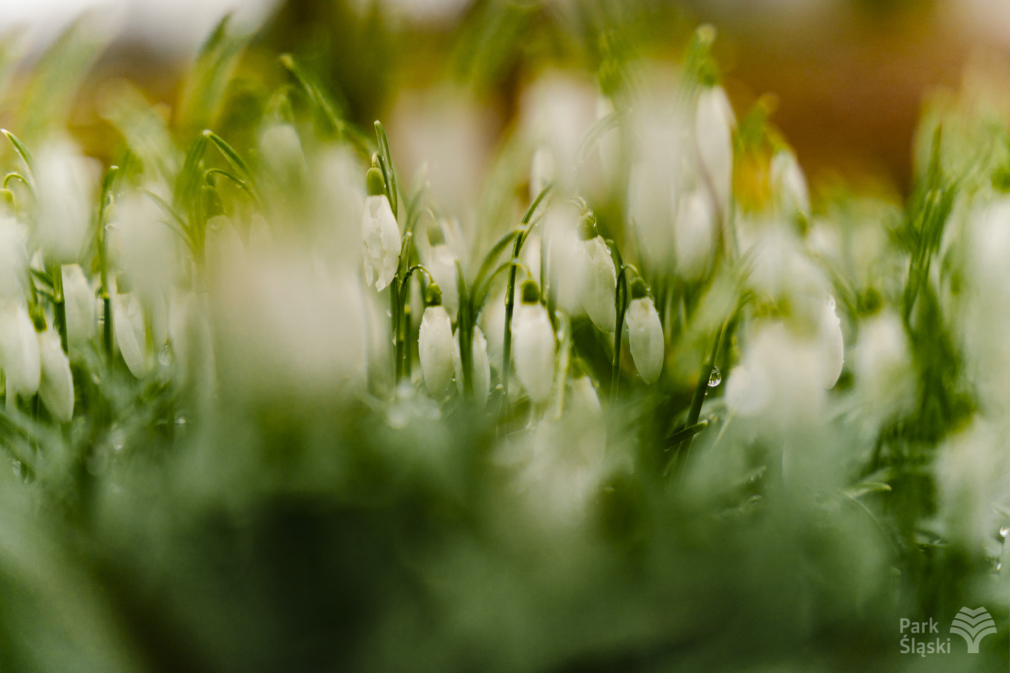 Tauron Park Śląski-13 Europerspektywy Park Śląski - zielone serce aglomeracji