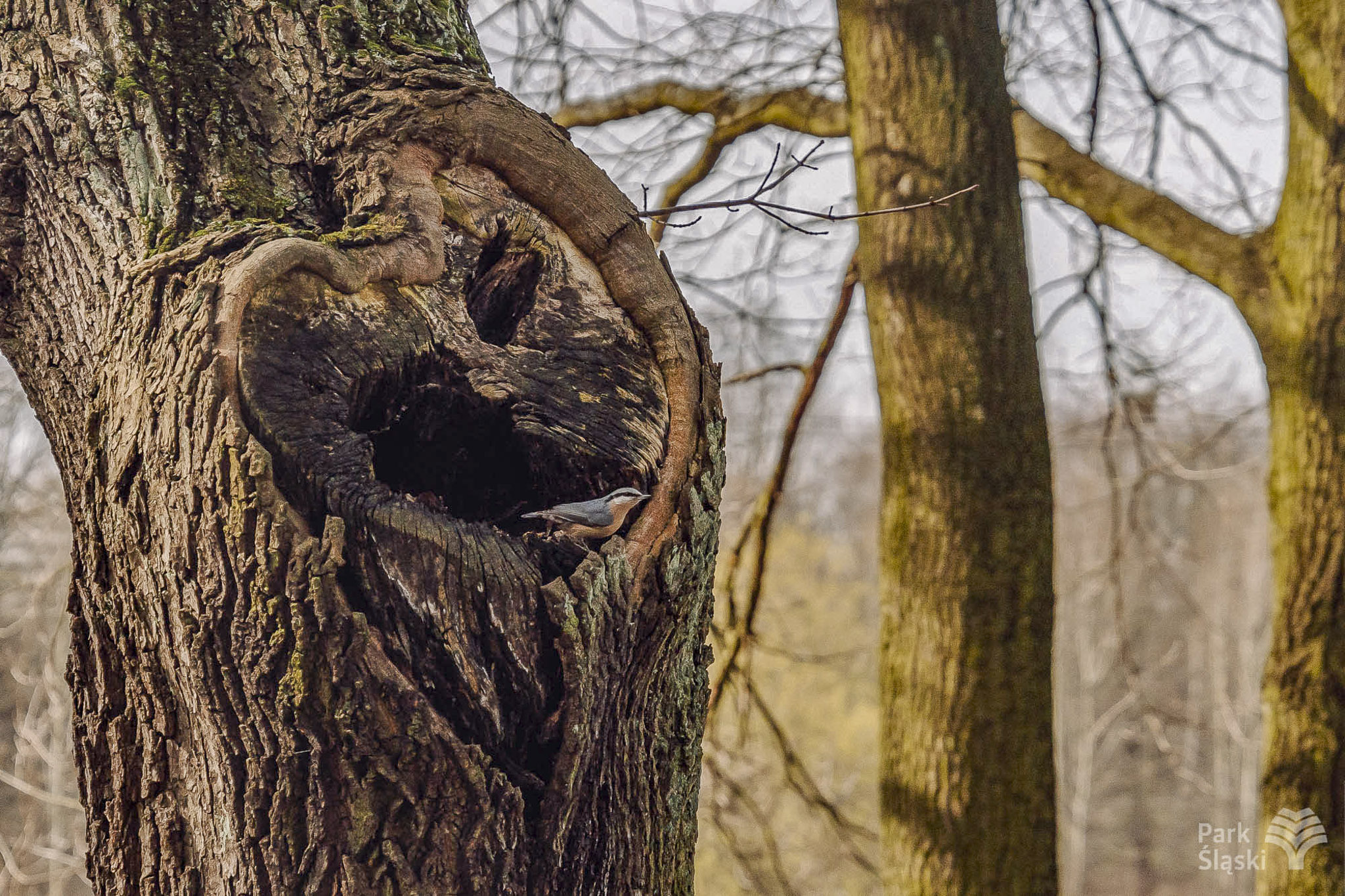 Tauron Park Śląski-15 Europerspektywy Park Śląski - zielone serce aglomeracji