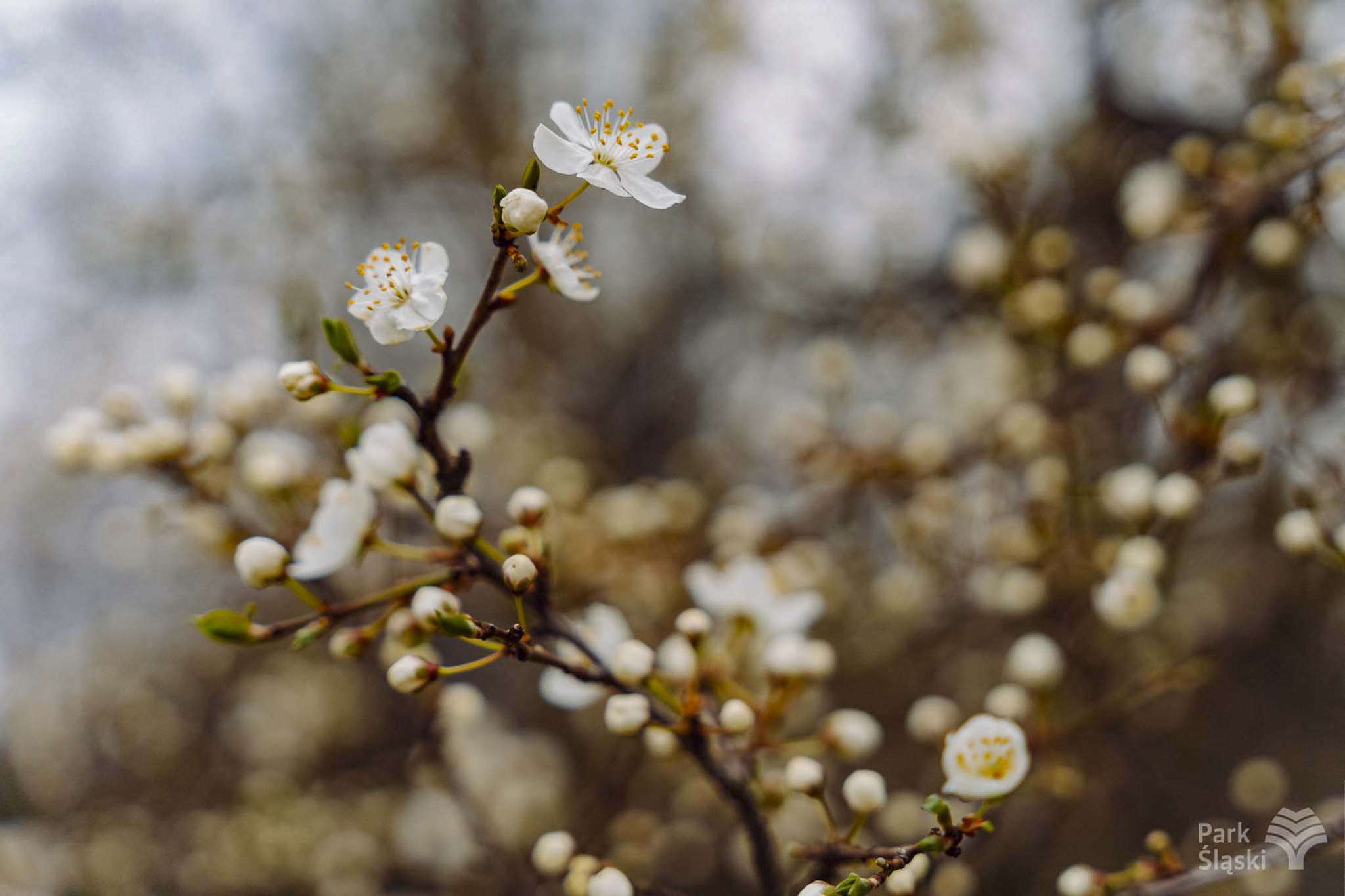 Tauron Park Śląski-16 Europerspektywy Park Śląski - zielone serce aglomeracji