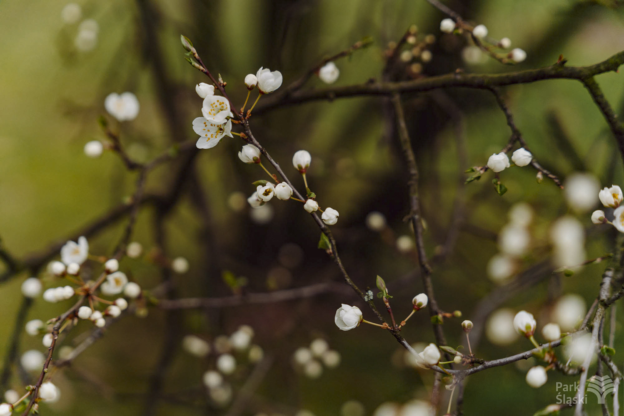 Tauron Park Śląski-17 Europerspektywy Park Śląski - zielone serce aglomeracji