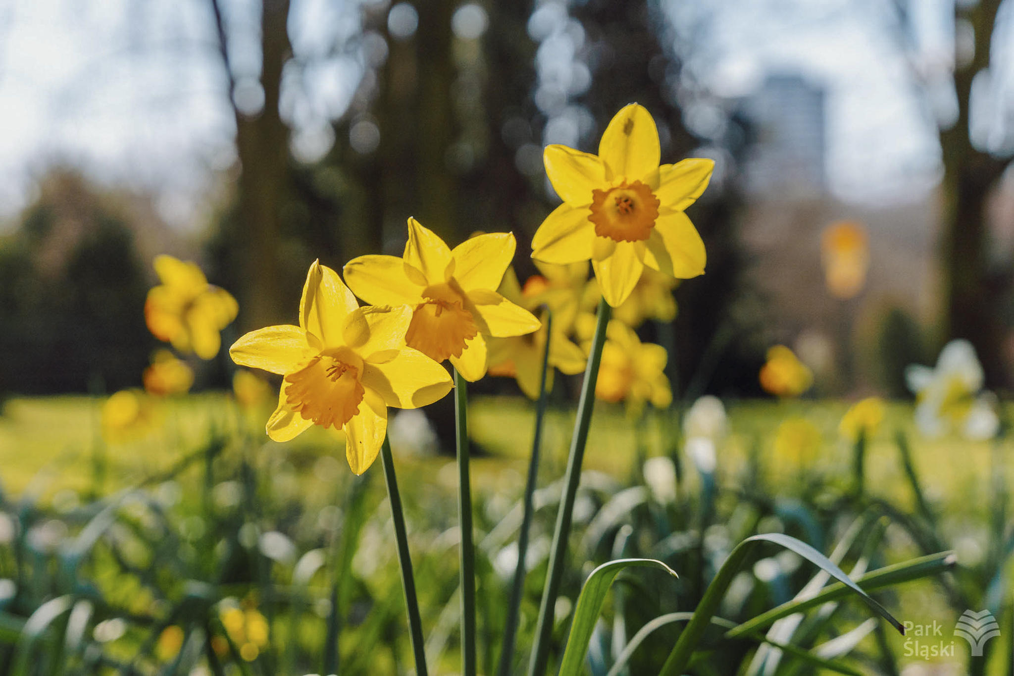 Tauron Park Śląski-18 Europerspektywy Park Śląski - zielone serce aglomeracji