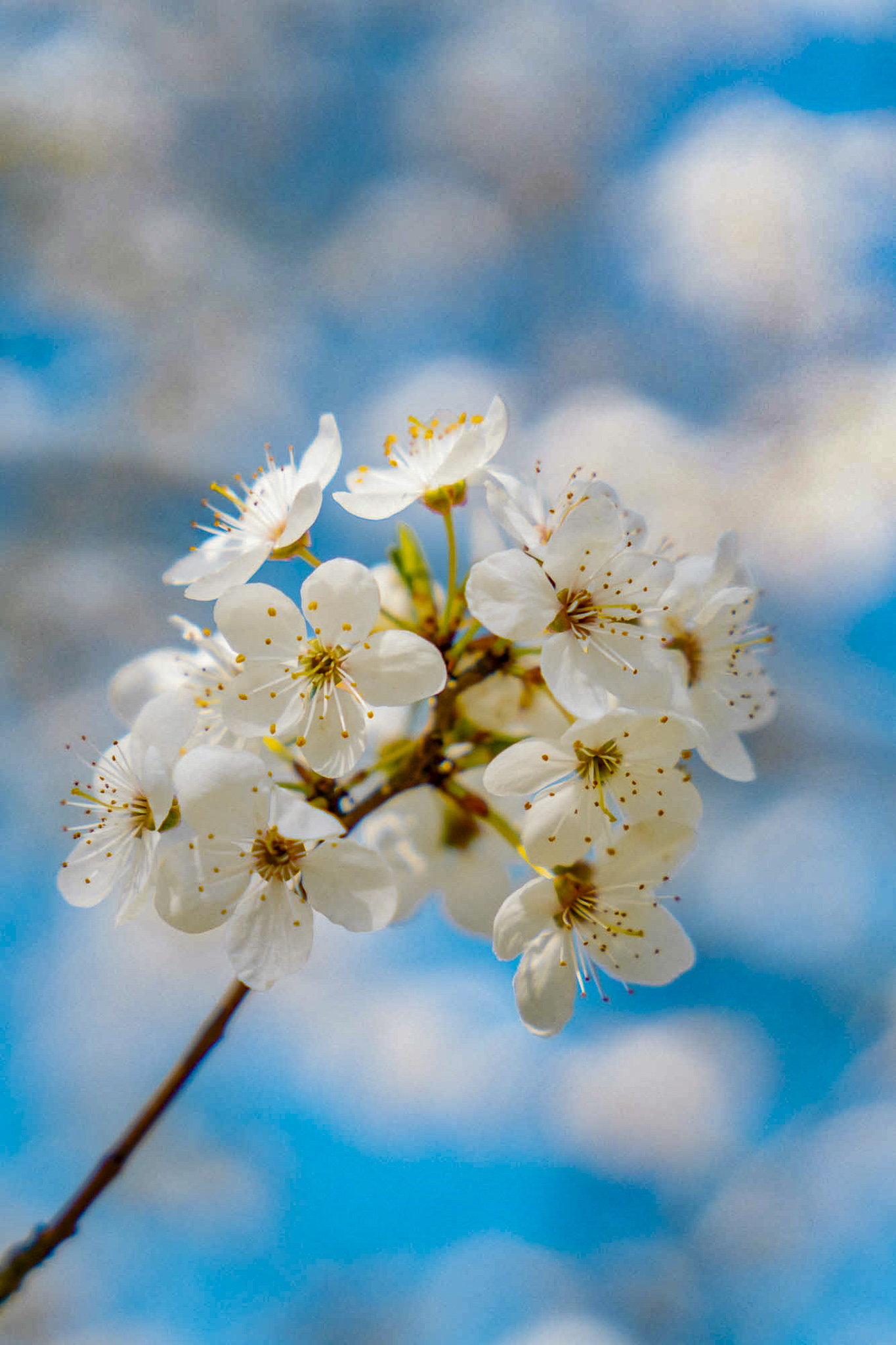 Tauron Park Śląski-19 Europerspektywy Park Śląski - zielone serce aglomeracji