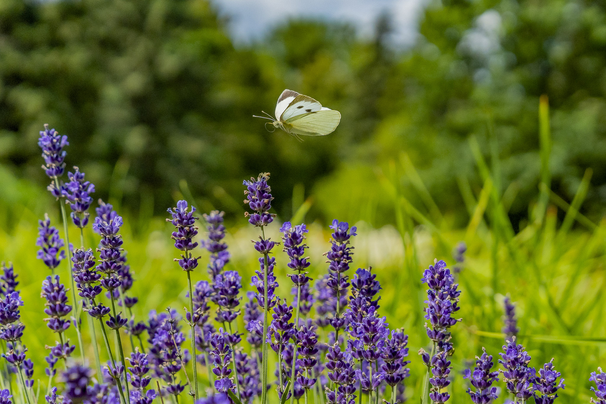 Tauron Park Śląski-2 Europerspektywy Park Śląski - zielone serce aglomeracji