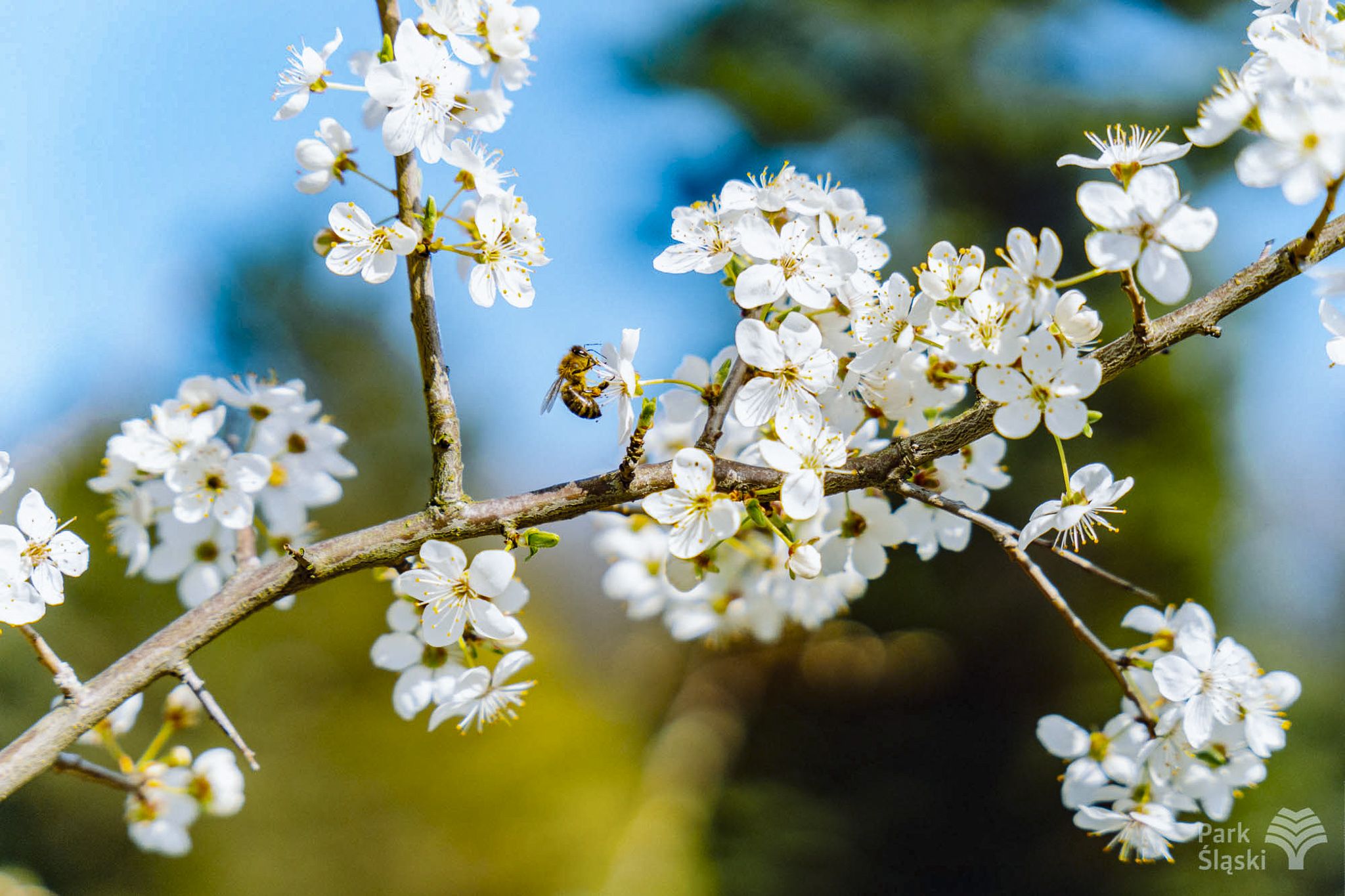 Tauron Park Śląski-20 Europerspektywy Park Śląski - zielone serce aglomeracji