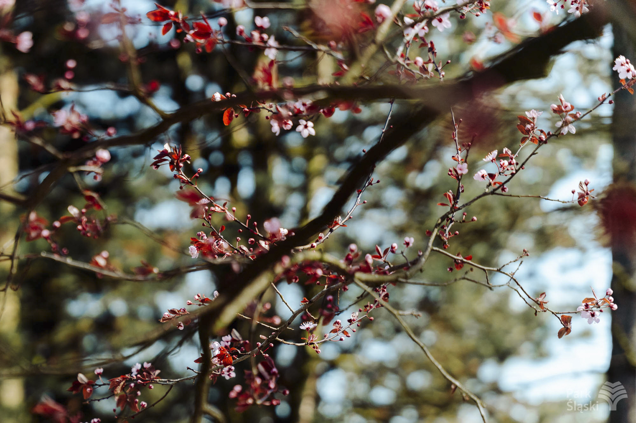 Tauron Park Śląski-24 Europerspektywy Park Śląski - zielone serce aglomeracji