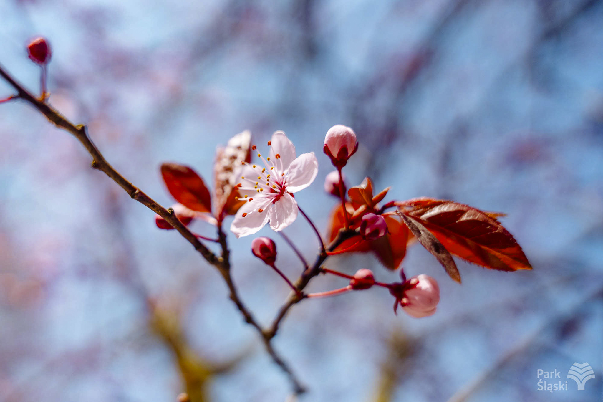 Tauron Park Śląski-25 Europerspektywy Park Śląski - zielone serce aglomeracji