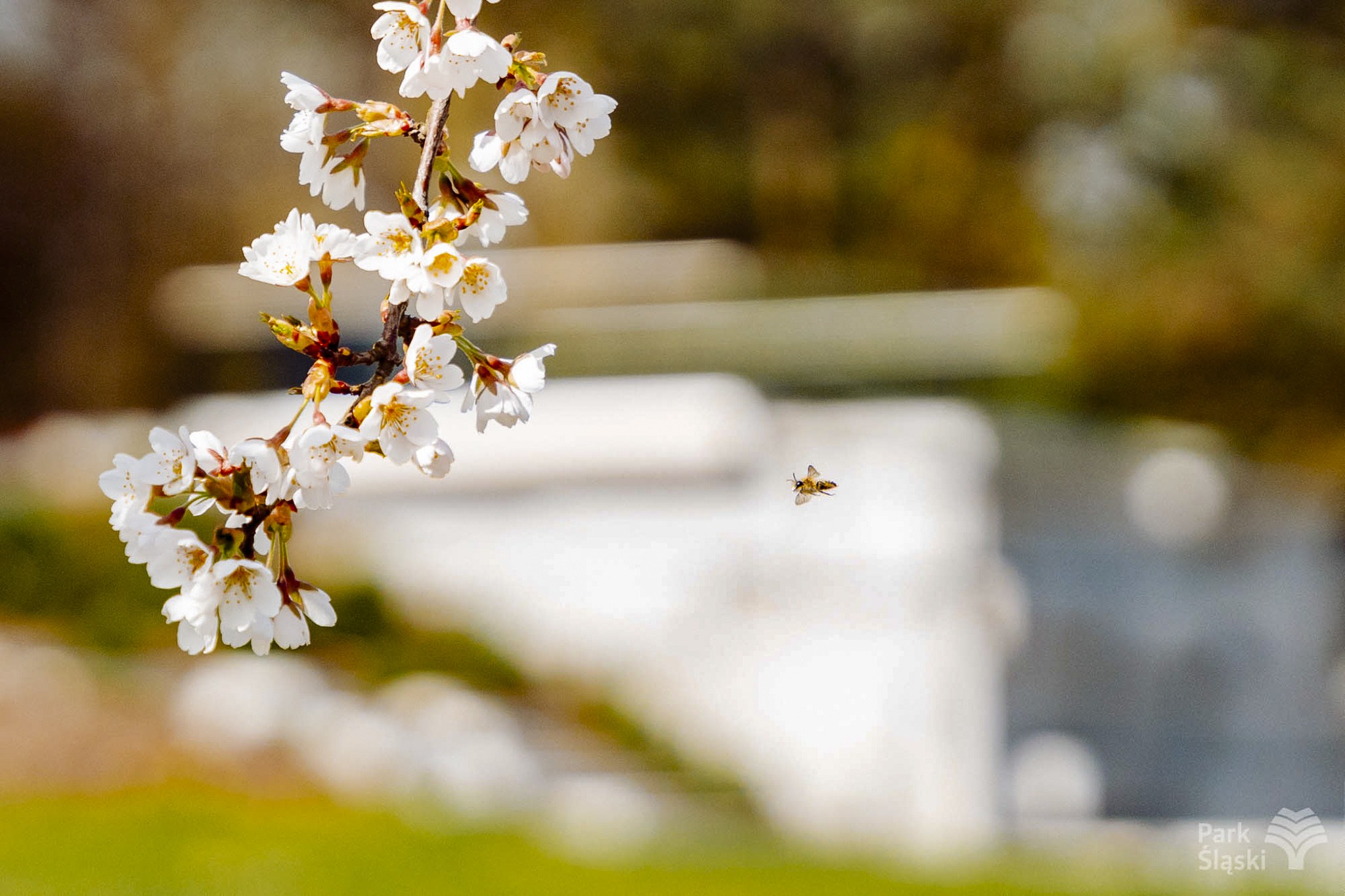 Tauron Park Śląski-26 Europerspektywy Park Śląski - zielone serce aglomeracji
