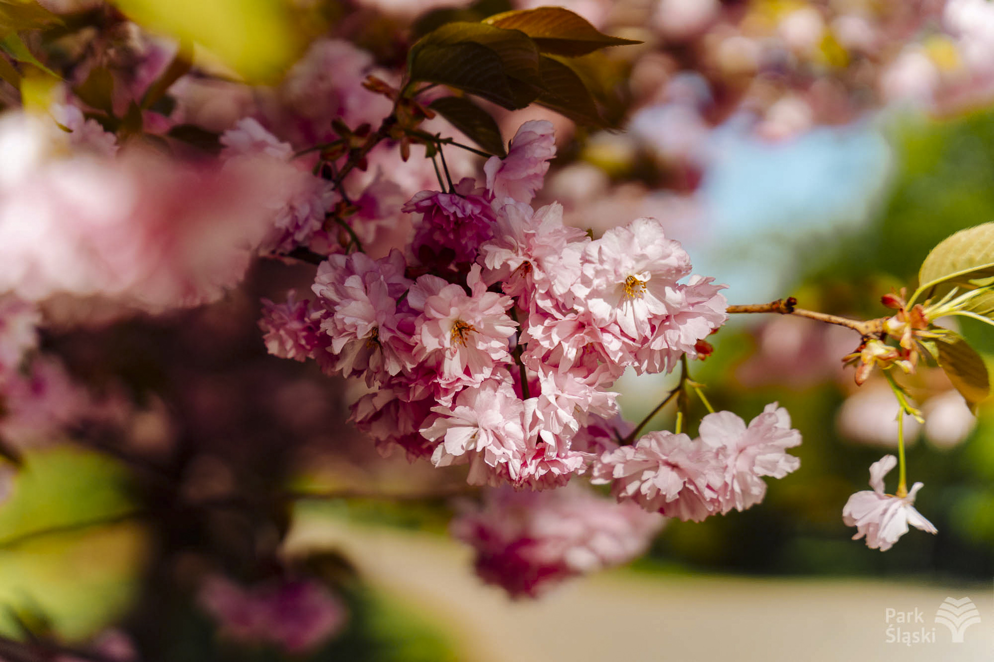 Tauron Park Śląski-29 Europerspektywy Park Śląski - zielone serce aglomeracji