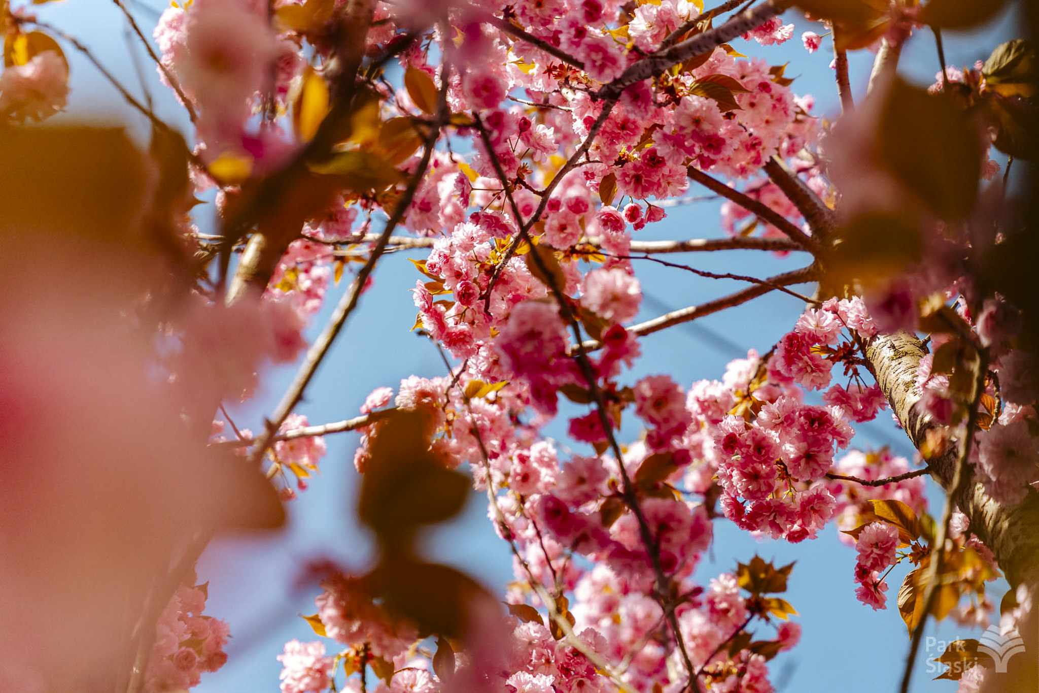 Tauron Park Śląski-30 Europerspektywy Park Śląski - zielone serce aglomeracji