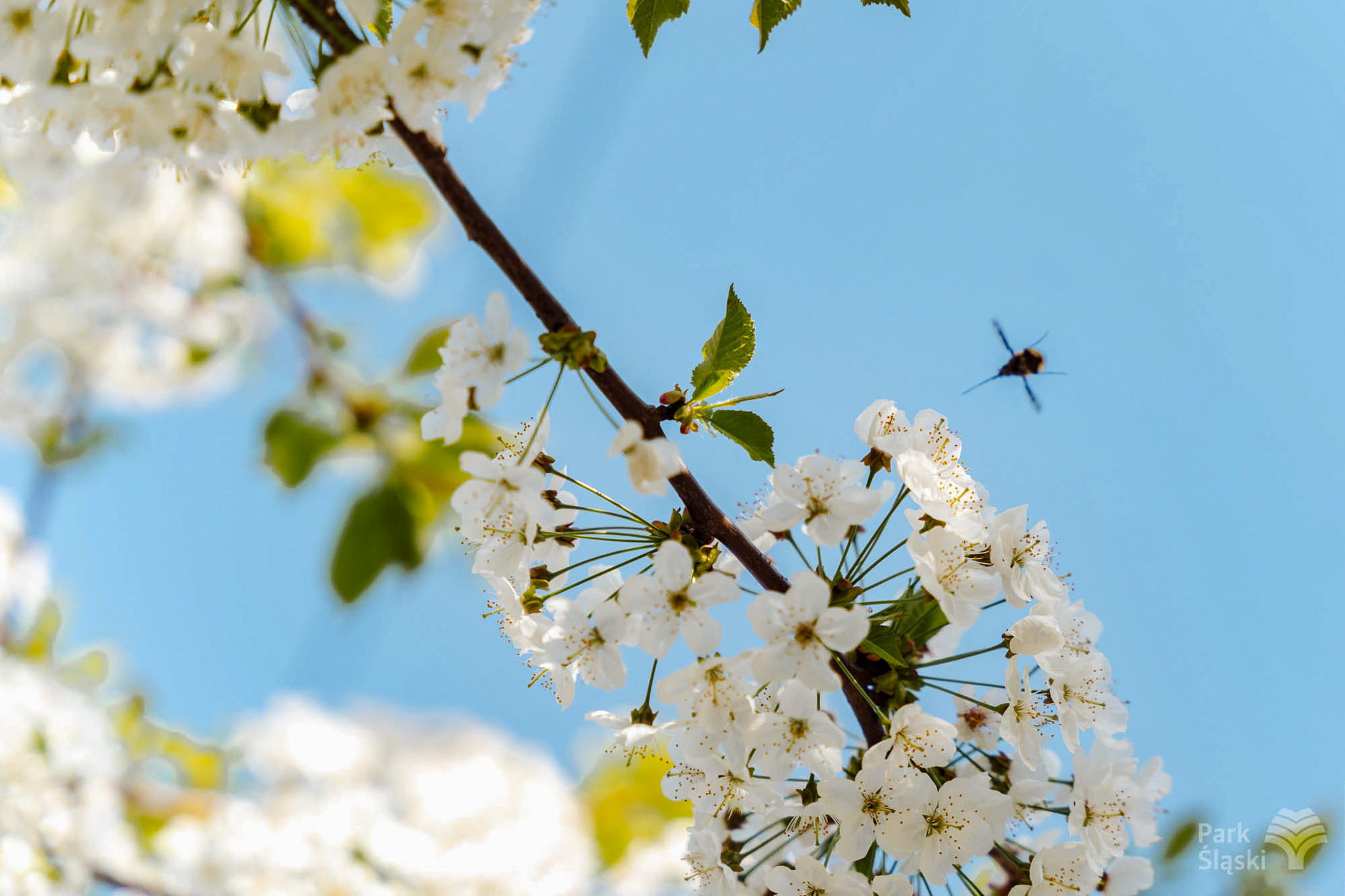 Tauron Park Śląski-31 Europerspektywy Park Śląski - zielone serce aglomeracji