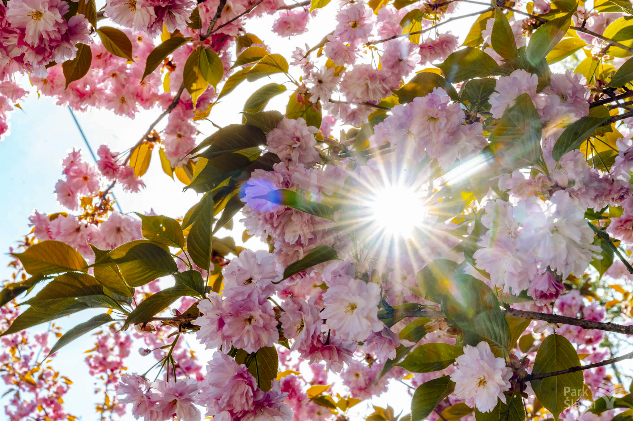 Tauron Park Śląski-32 Europerspektywy Park Śląski - zielone serce aglomeracji